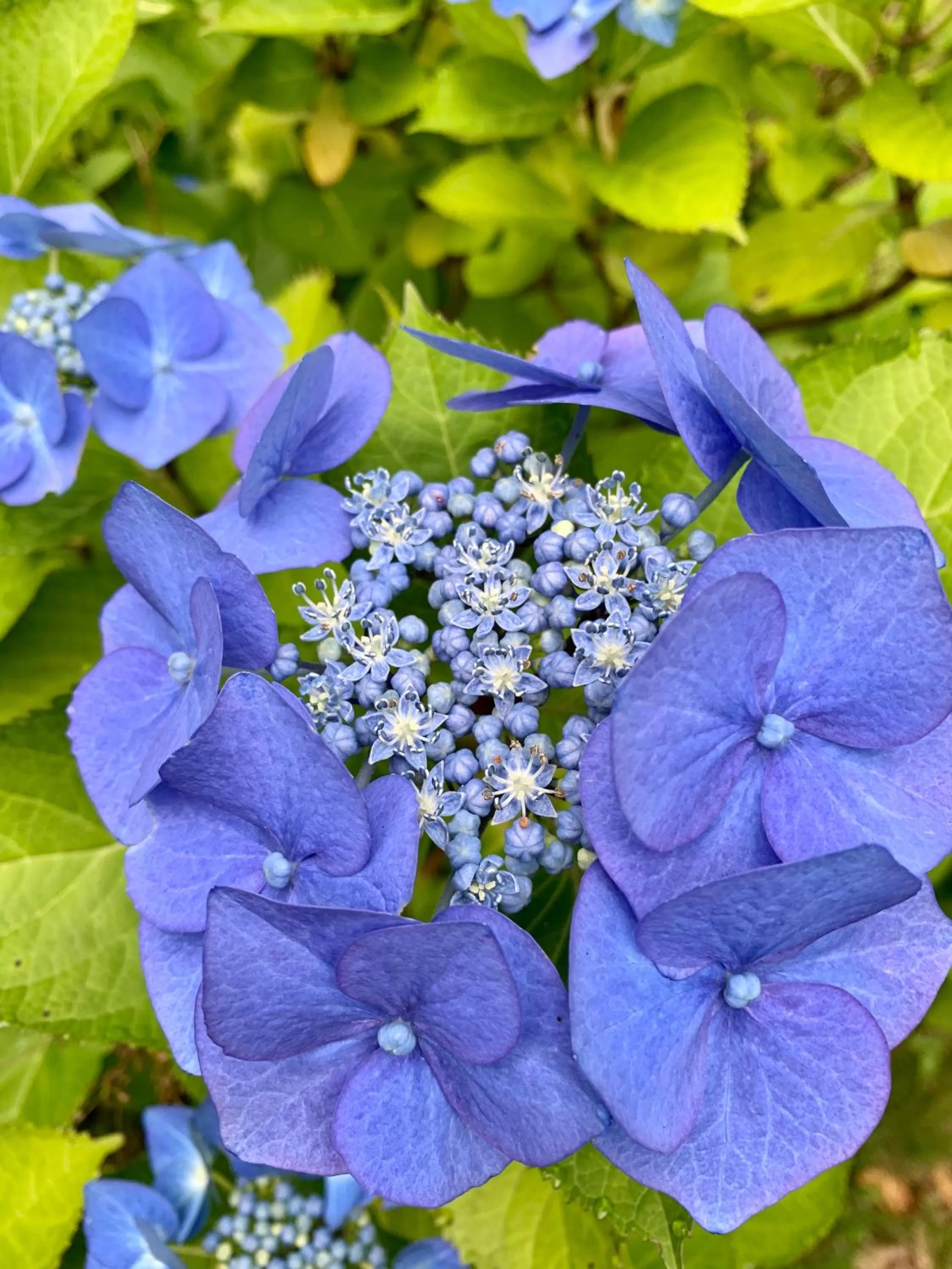 Garden in West Plean House