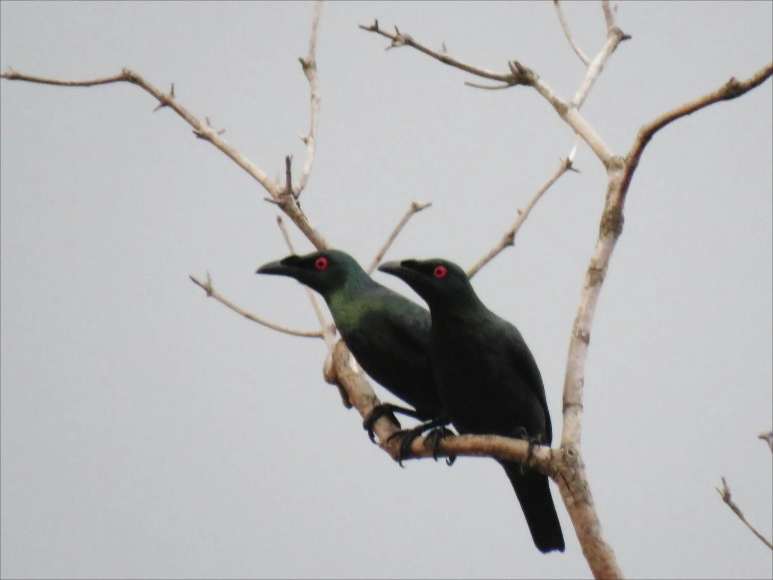 Animals in Villa Khadine Grand Vista Resort