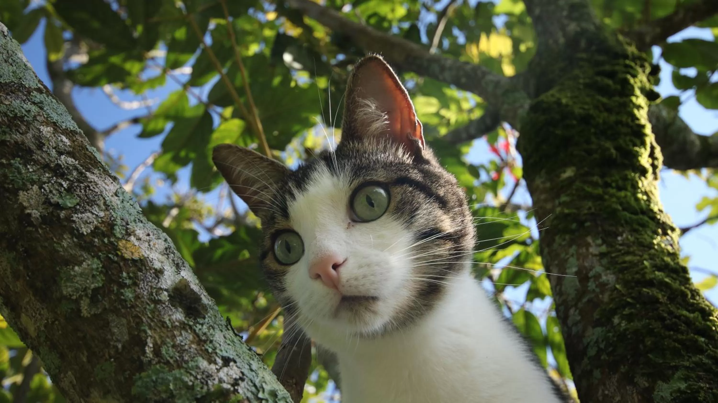 The Guest Suites at Manana Madera