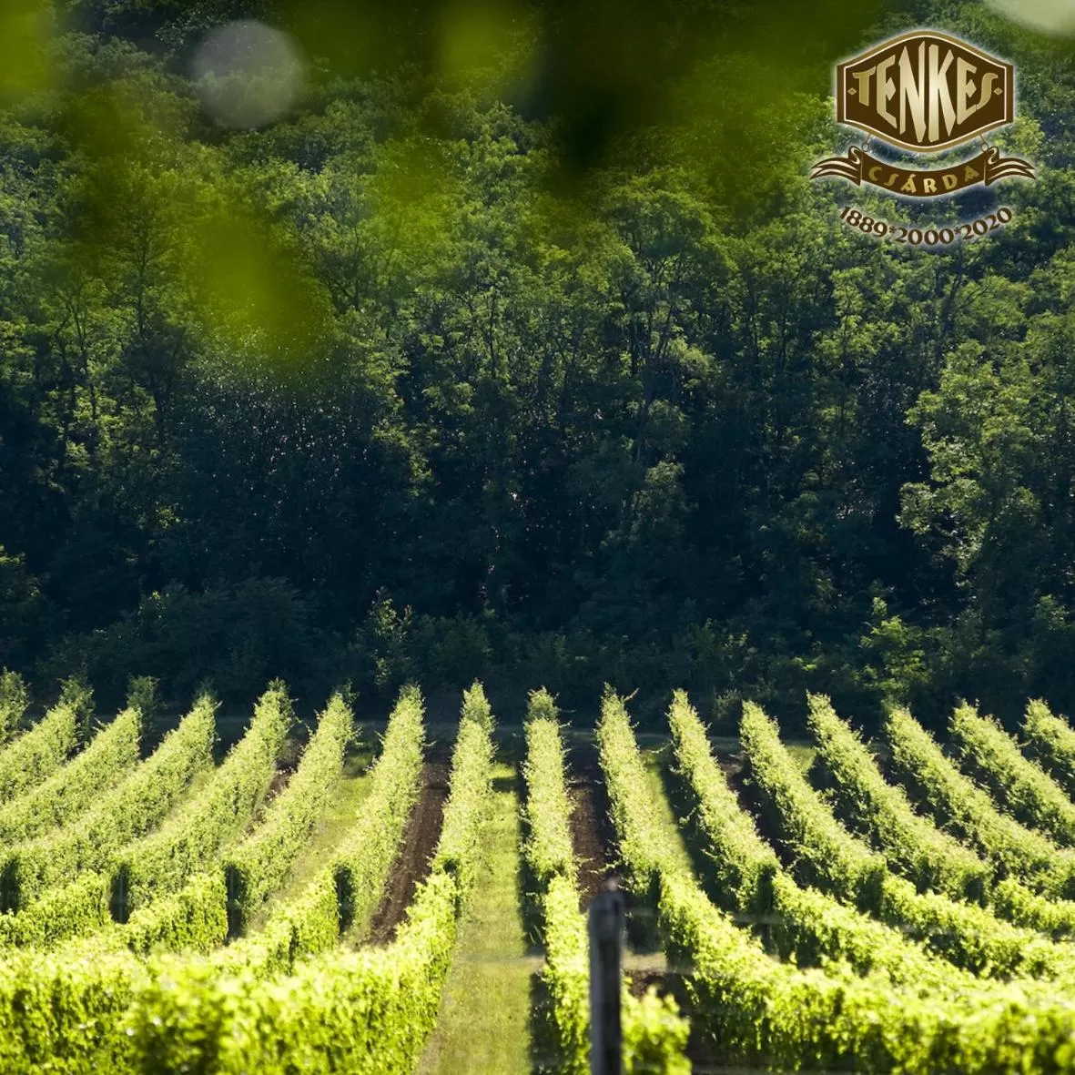 Garden in Tenkes Fogadó és Vendégház Harkány