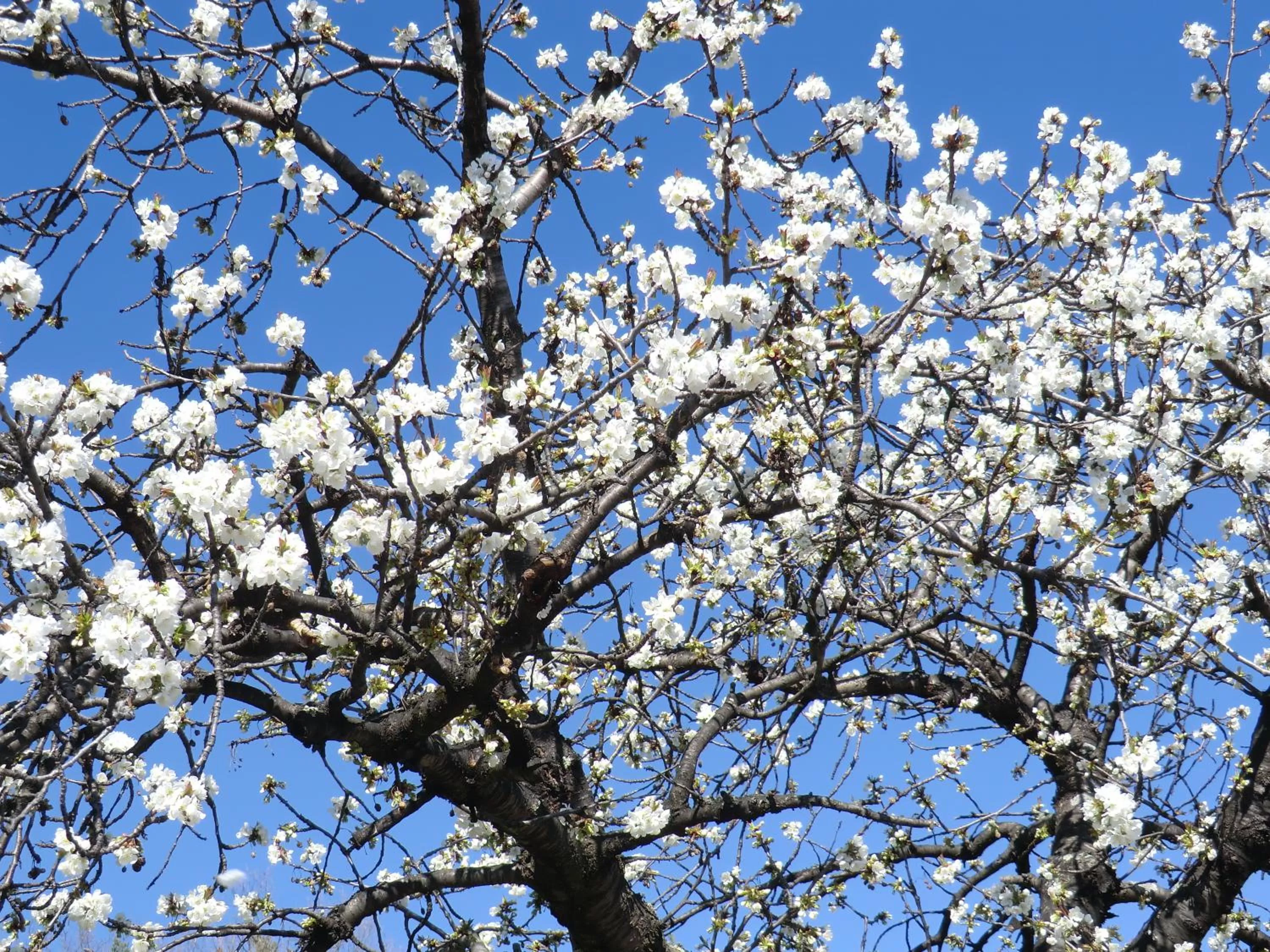 Other, Winter in La Bastide de Fontaille