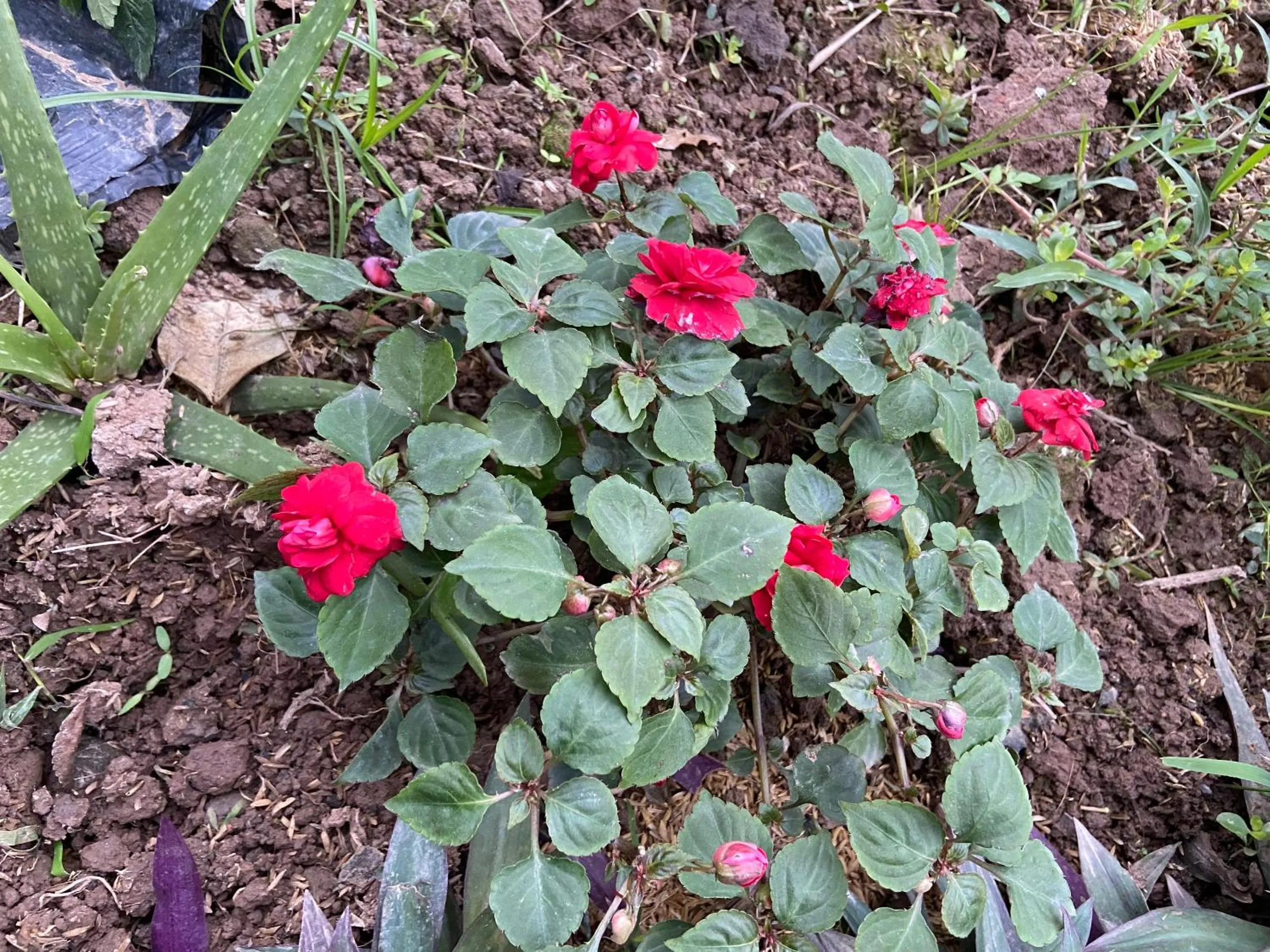 Garden in Tam Coc Mountain View Homestay