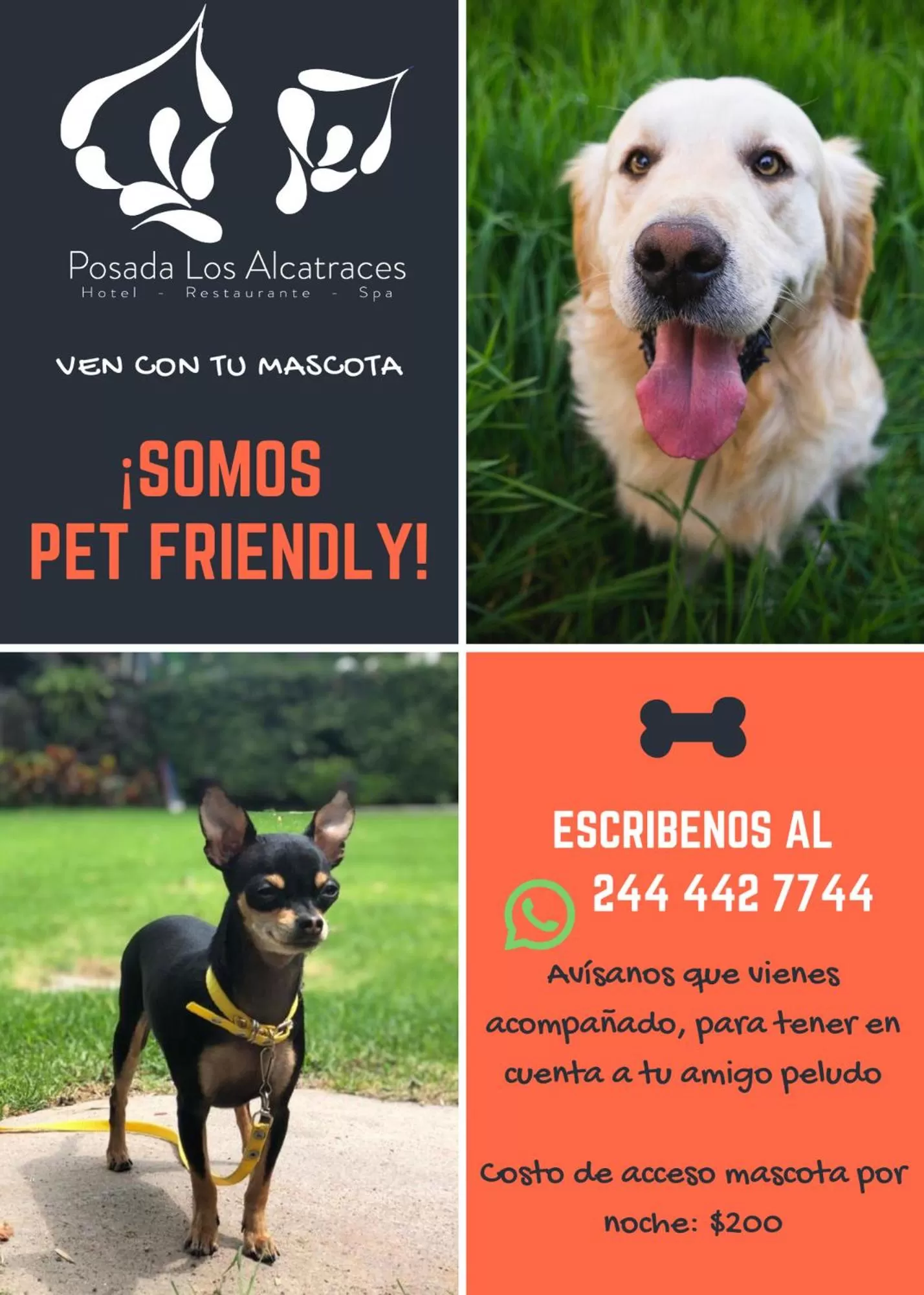 Animals in Posada Los Alcatraces