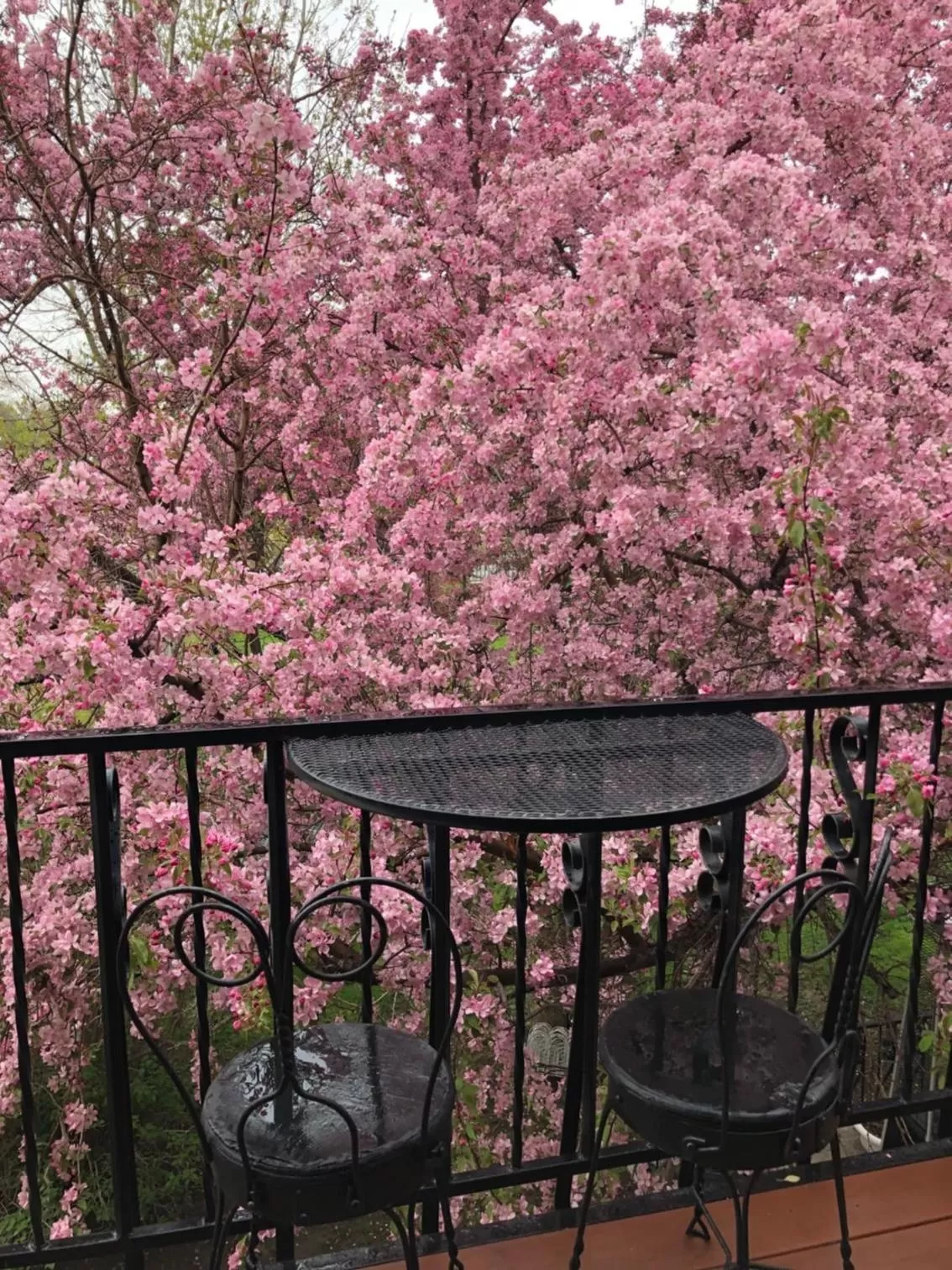 Garden view in Chamberlin Inn