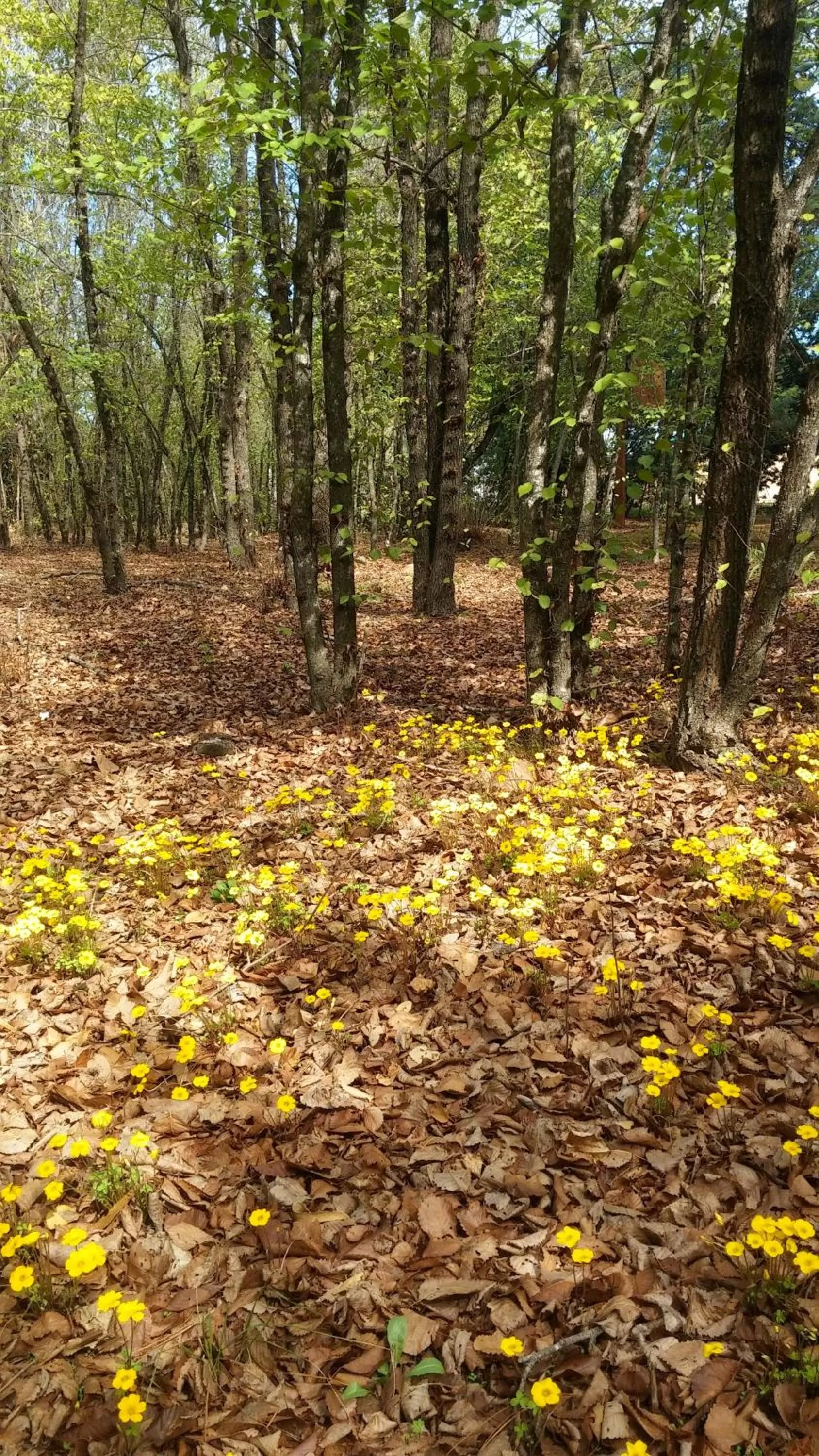 Natural landscape in La Casa de Adobe Natural y Más