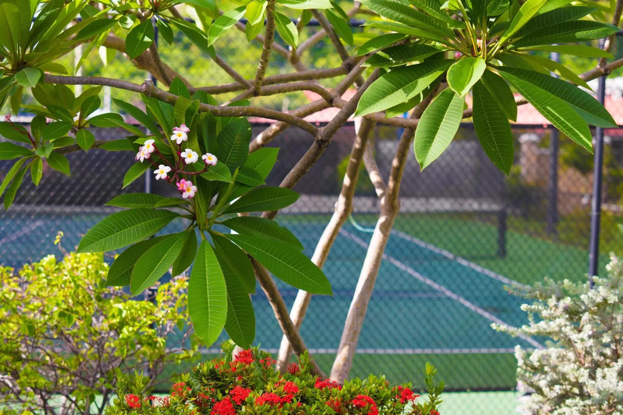 Tennis court in Coyaba Beach Resort