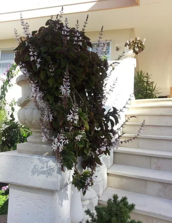 Decorative detail in Punto Verde