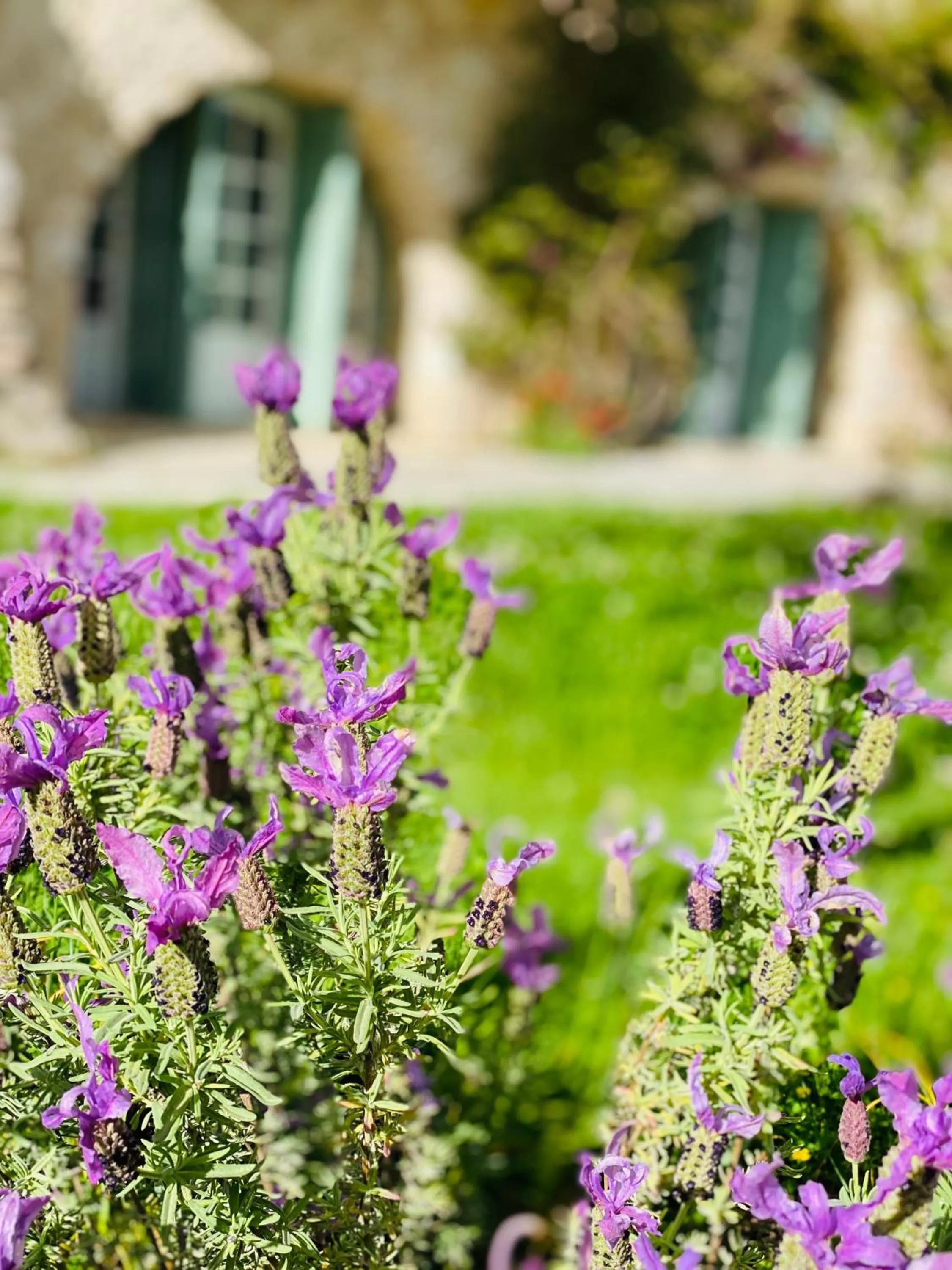 Garden in L'Effrontée