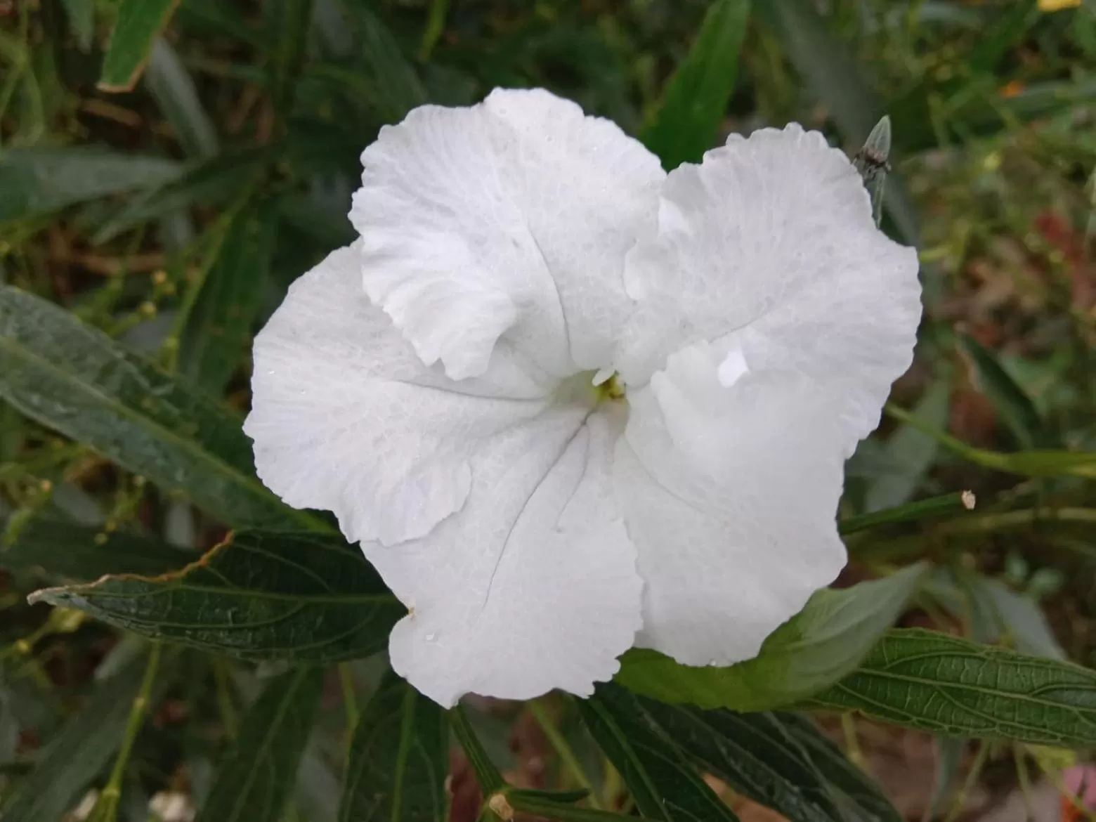 Tree Tops River Huts