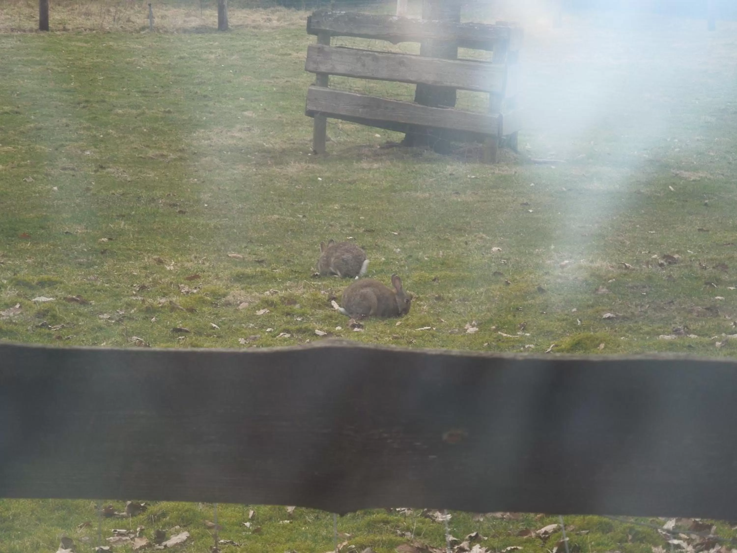 Animals in Hotel Schnehagen