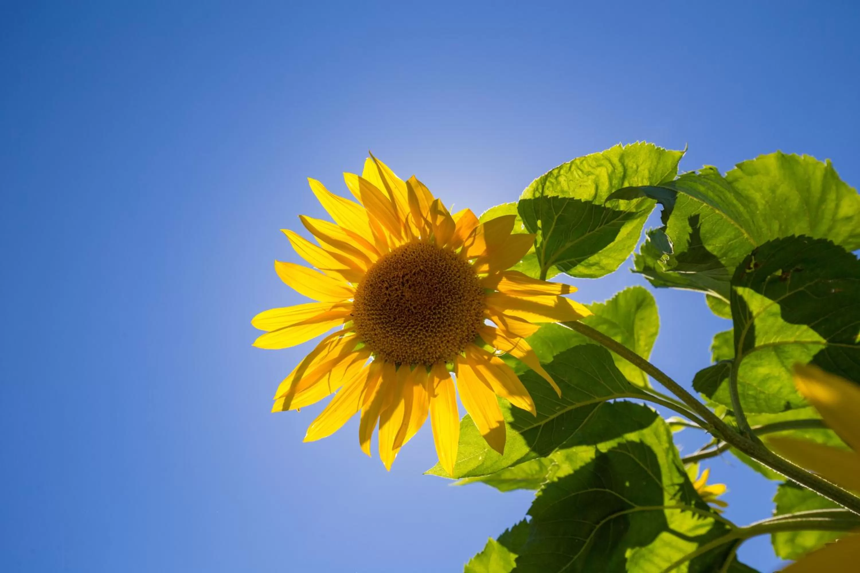 Garden in Middle Park Motel
