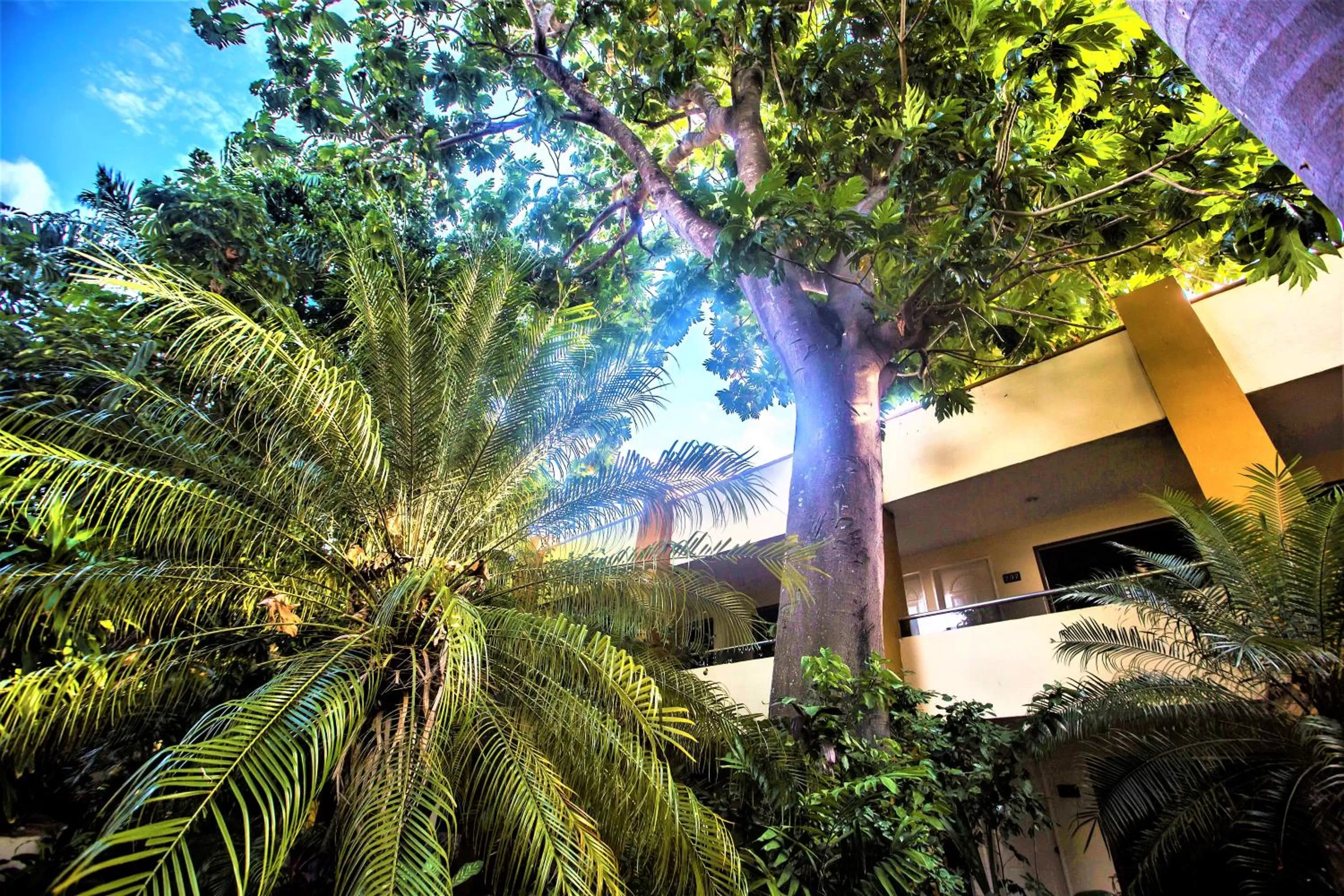 Garden in Hotel Plaza Mirador