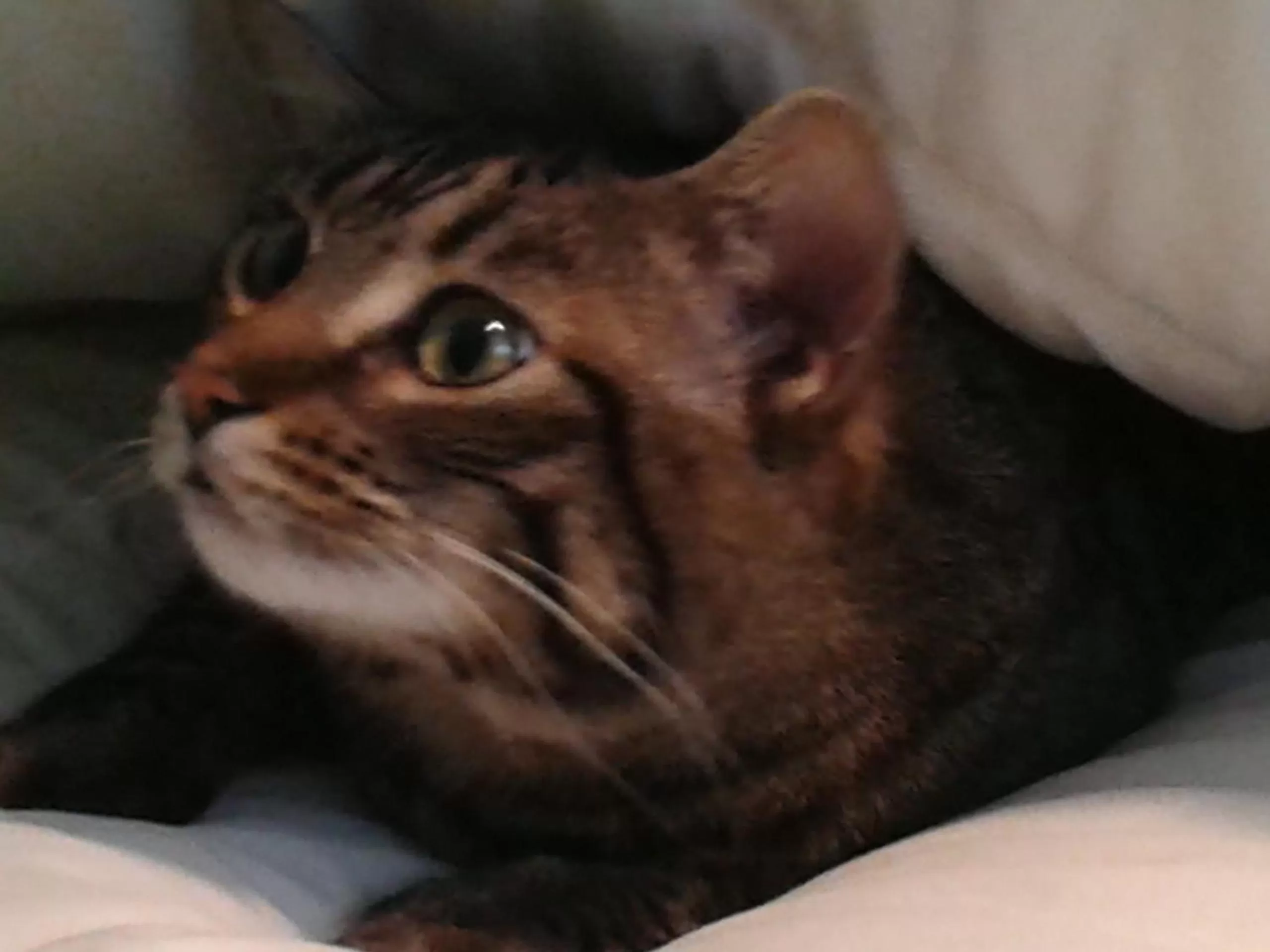 Pets in Bed and Breakfast Comfy & Cozy