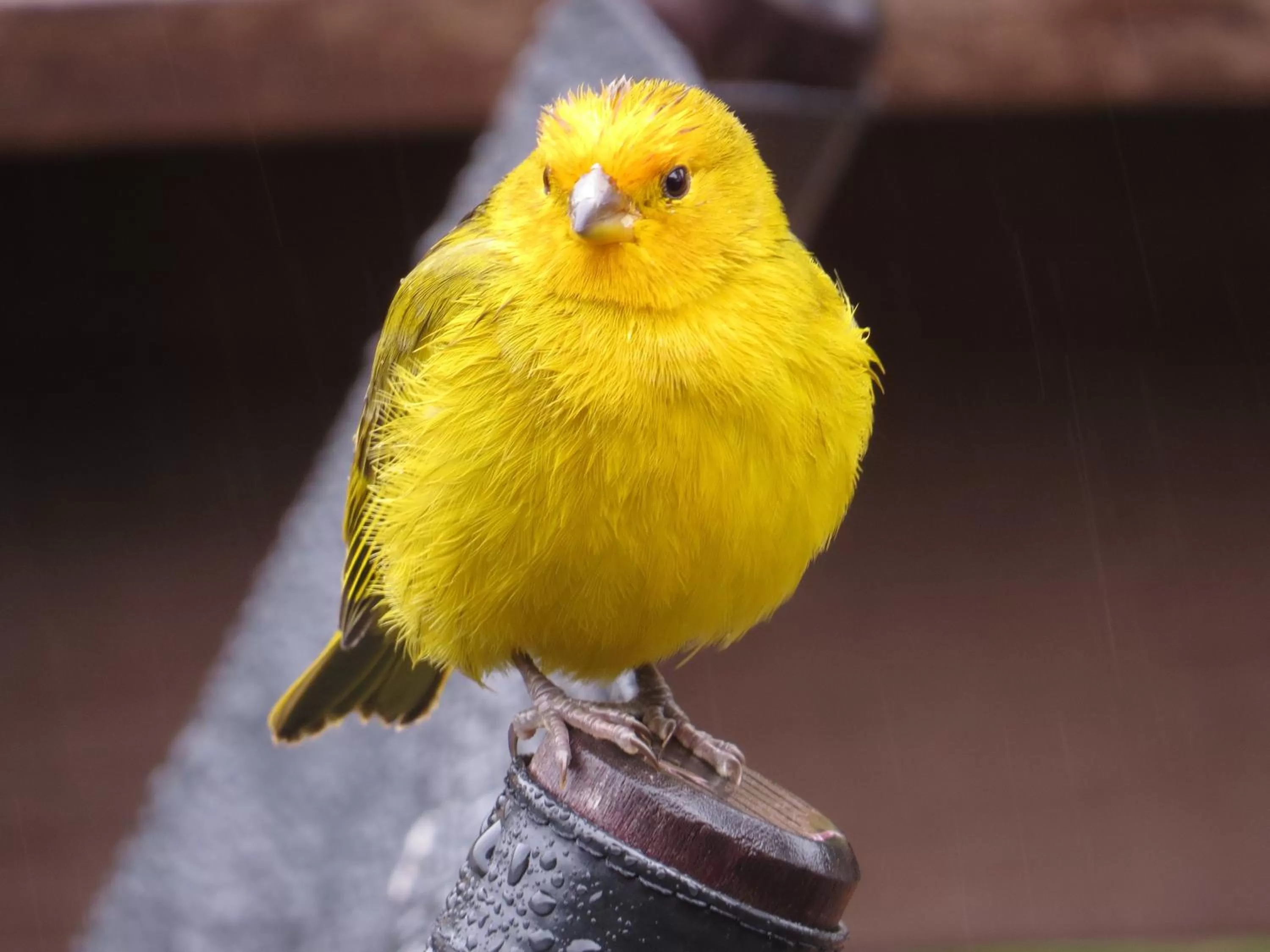 Animals in Bina's Haus Pousada, Cafeteria e Atelier