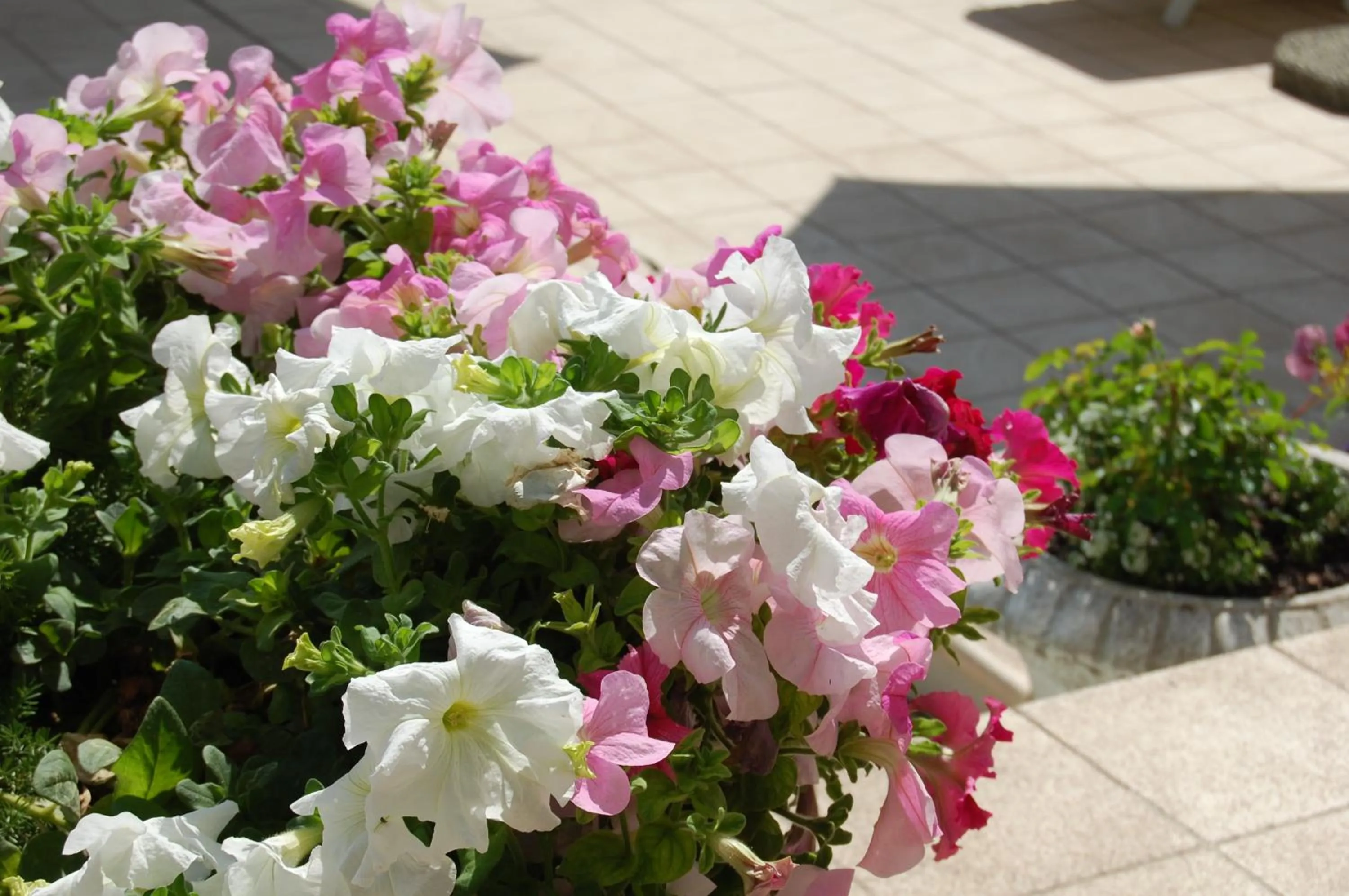 Garden in Sandals Guest House