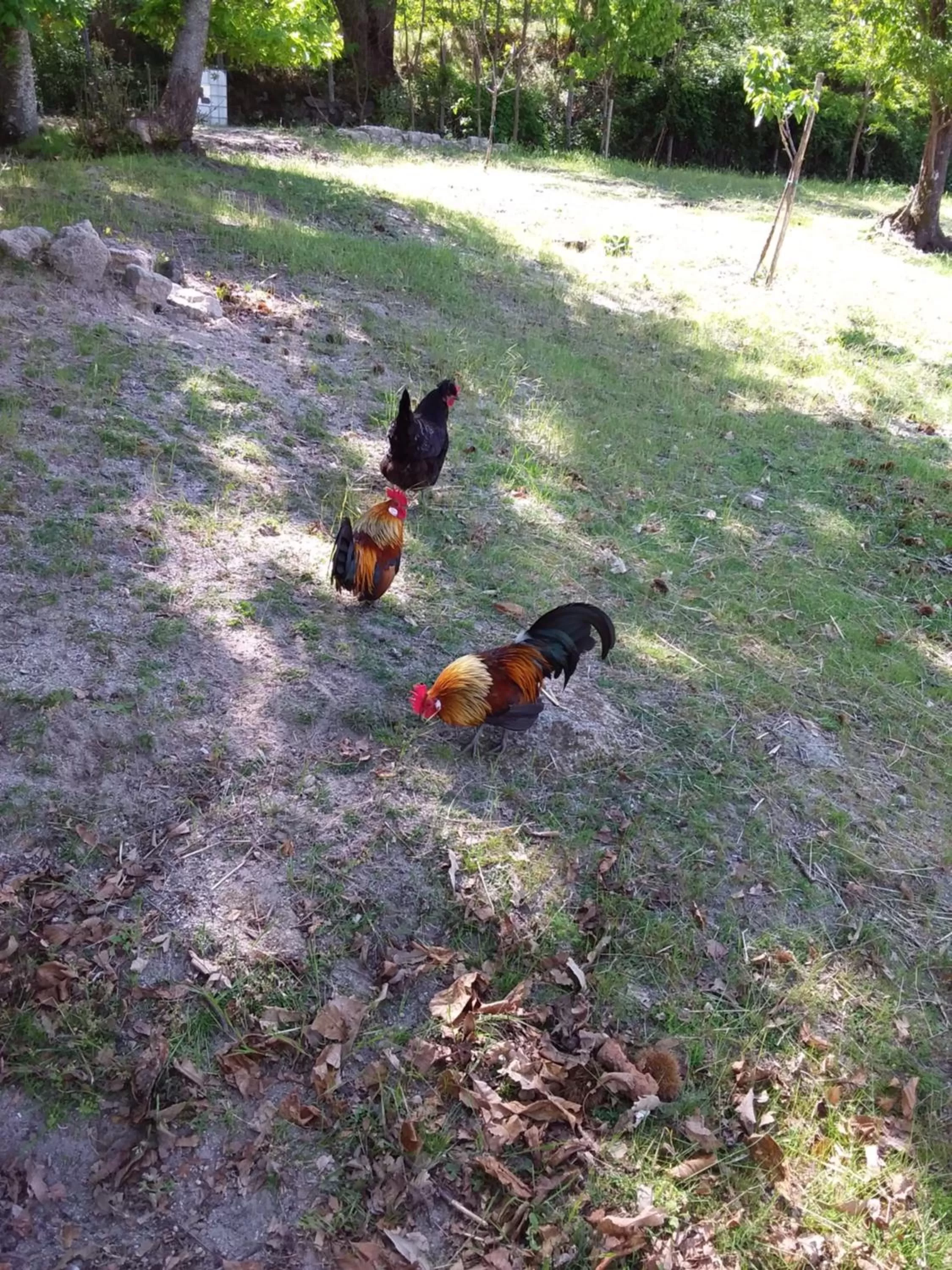 B&B Podere Legnotorto