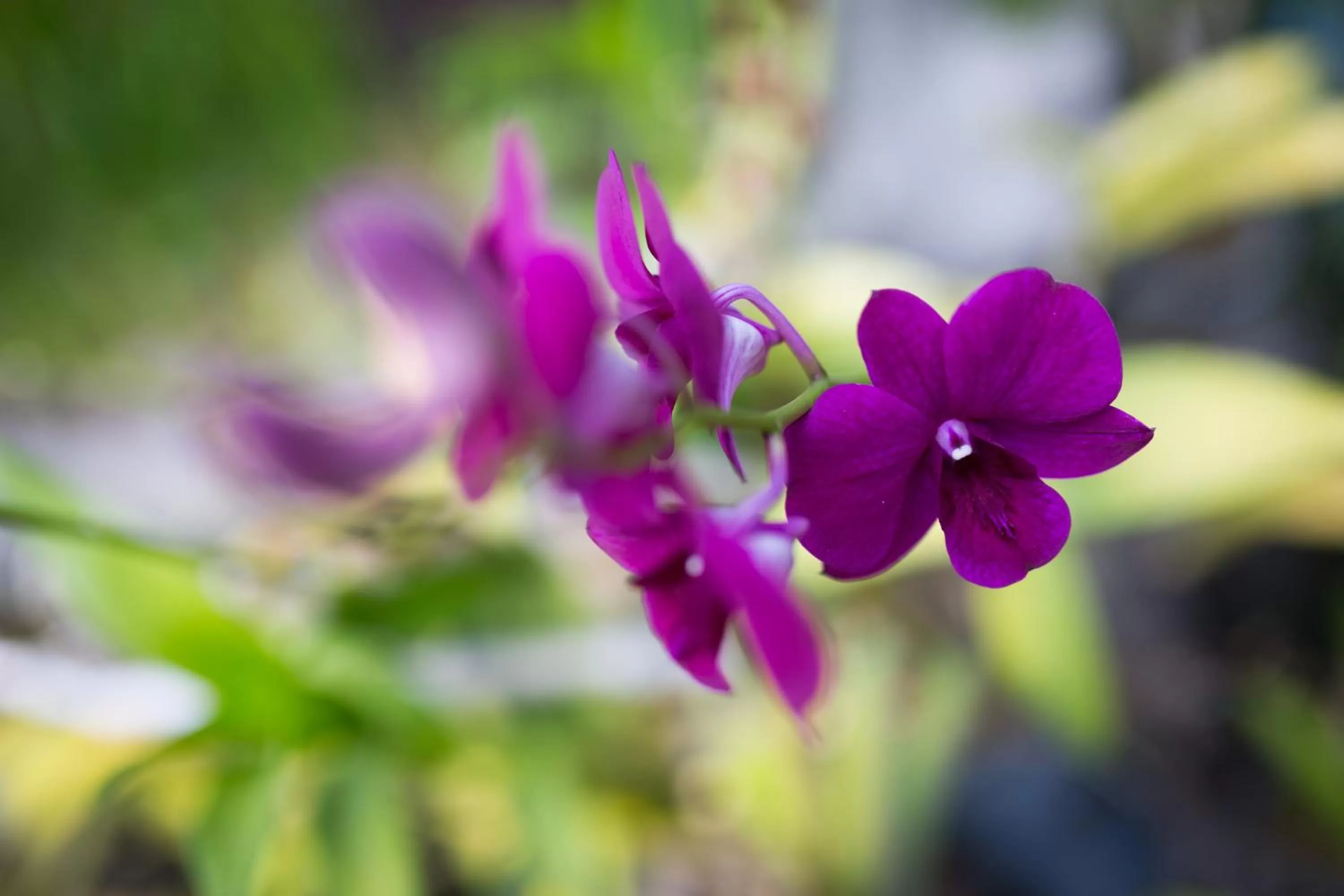 Area and facilities in Java Wooden Villa & Residence