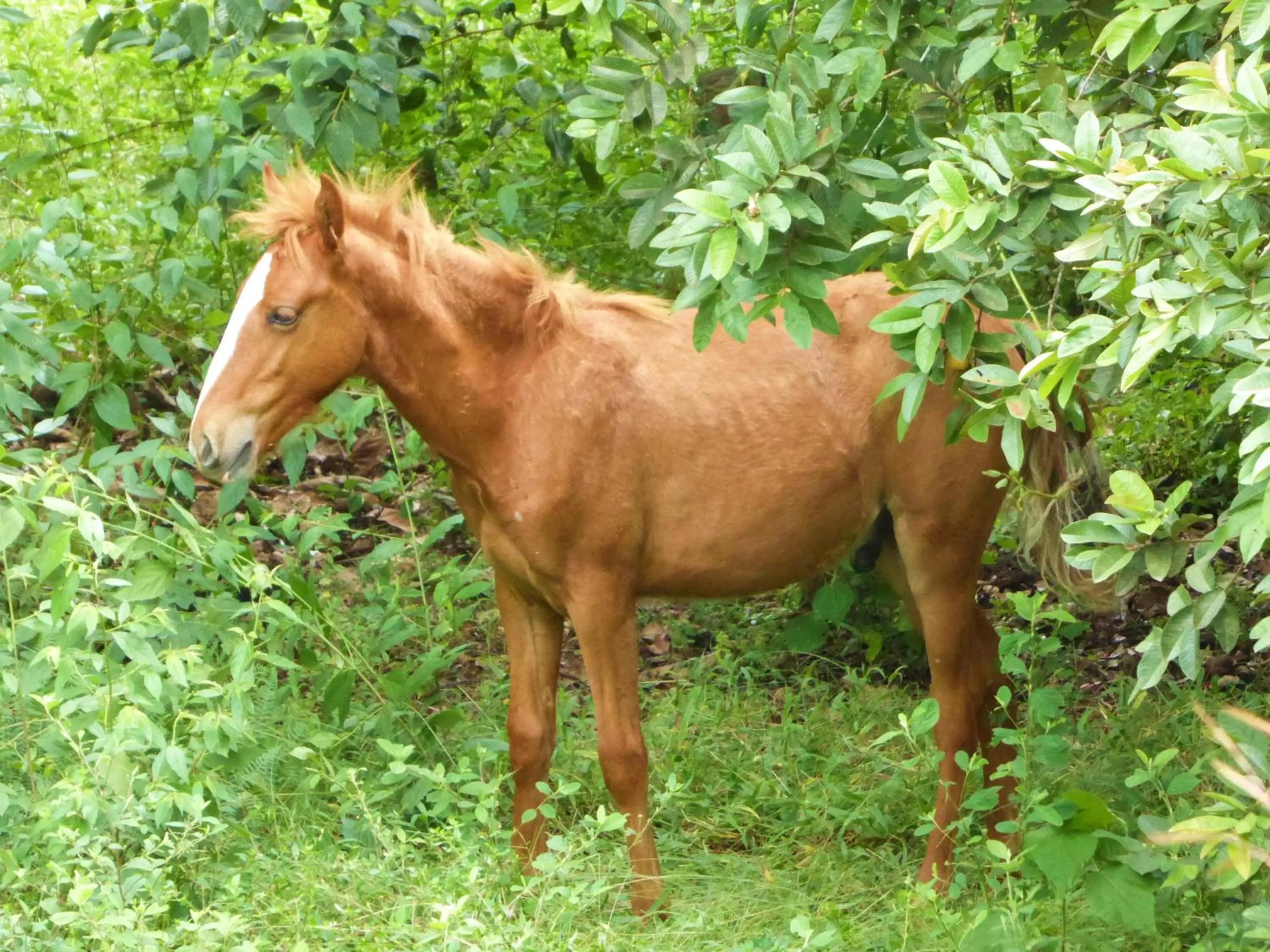 Pets in Finca El Cielo