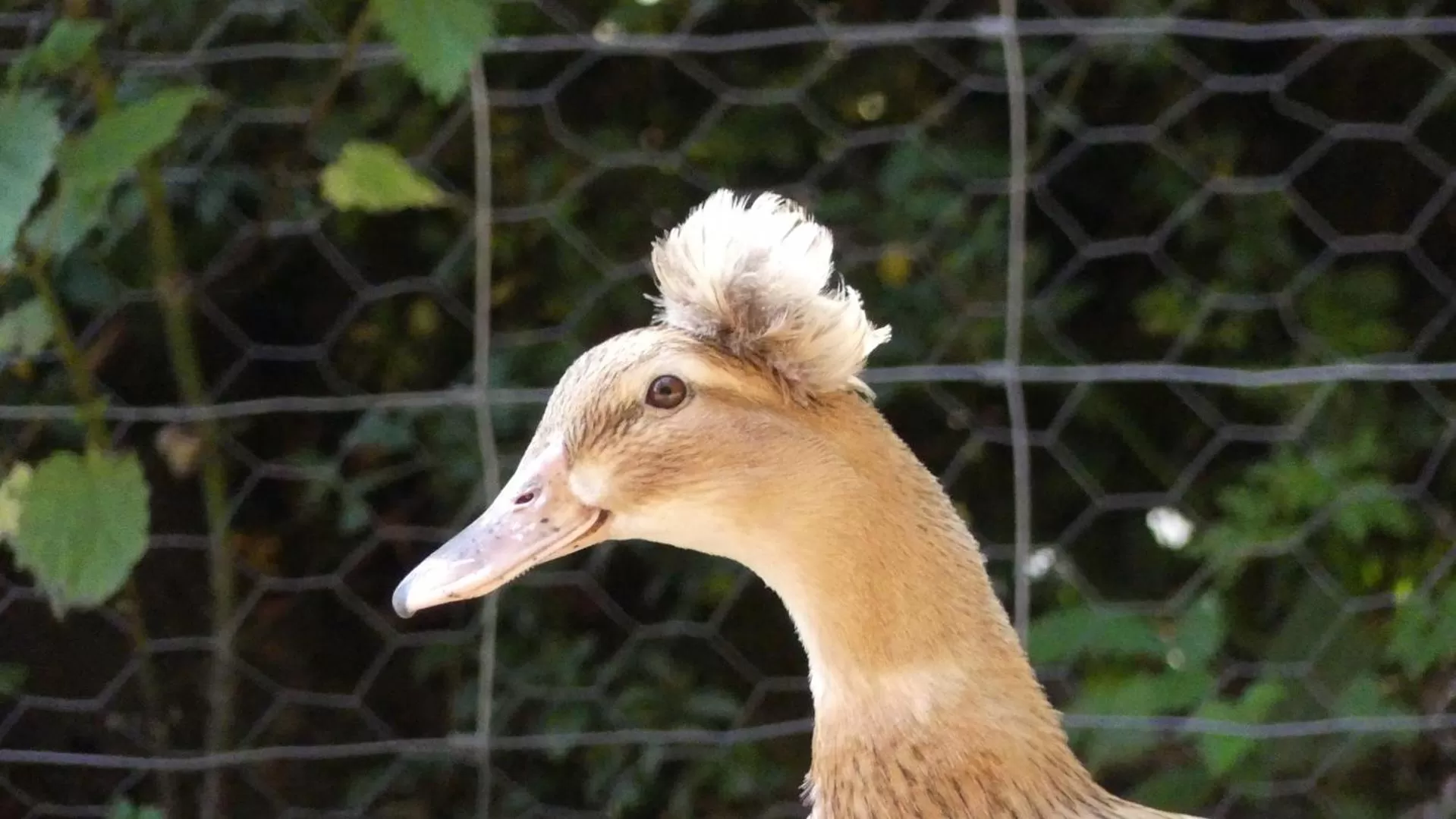 Animals in Higher Trenear Farm B&B