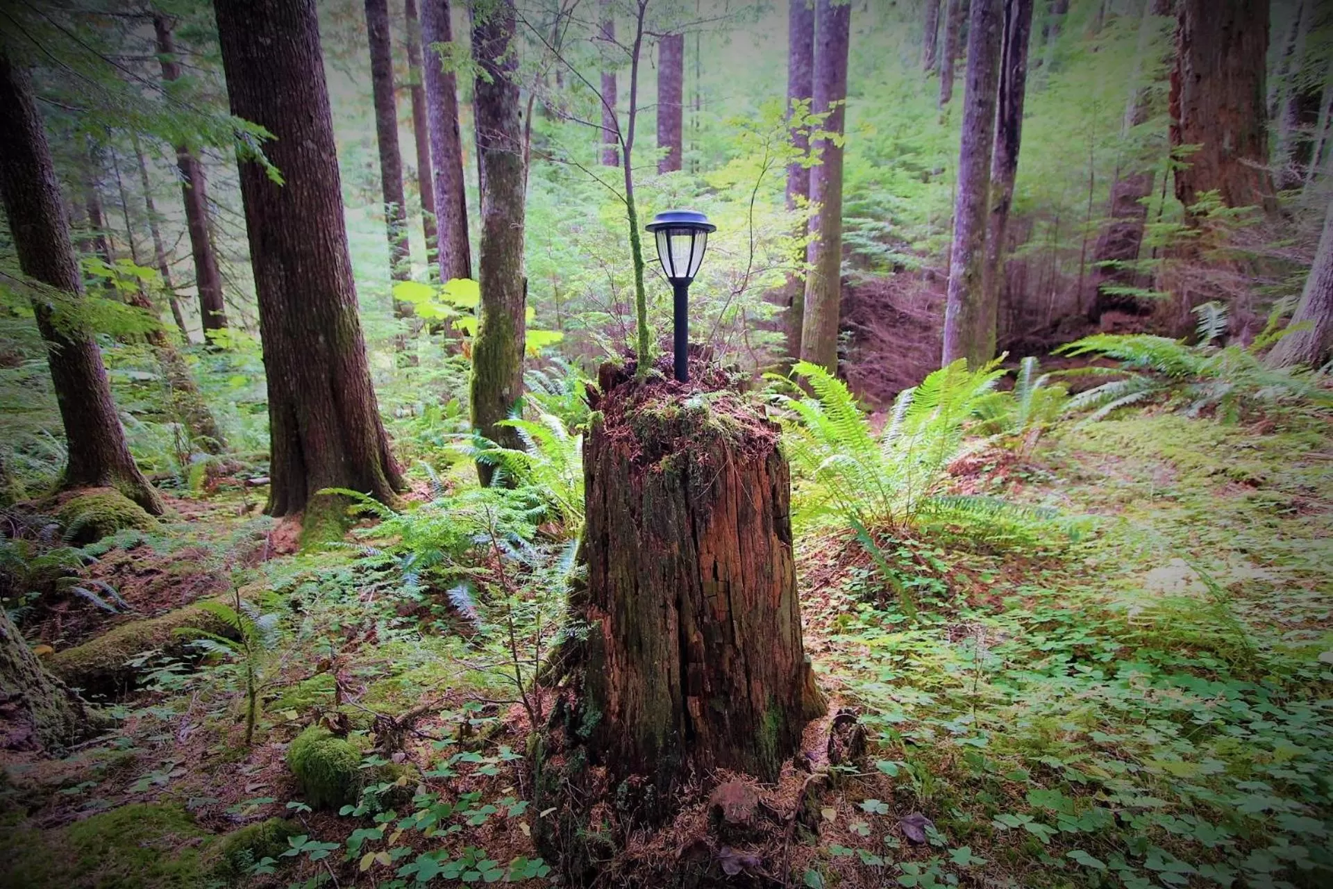 Natural landscape in Alexander's Lodge