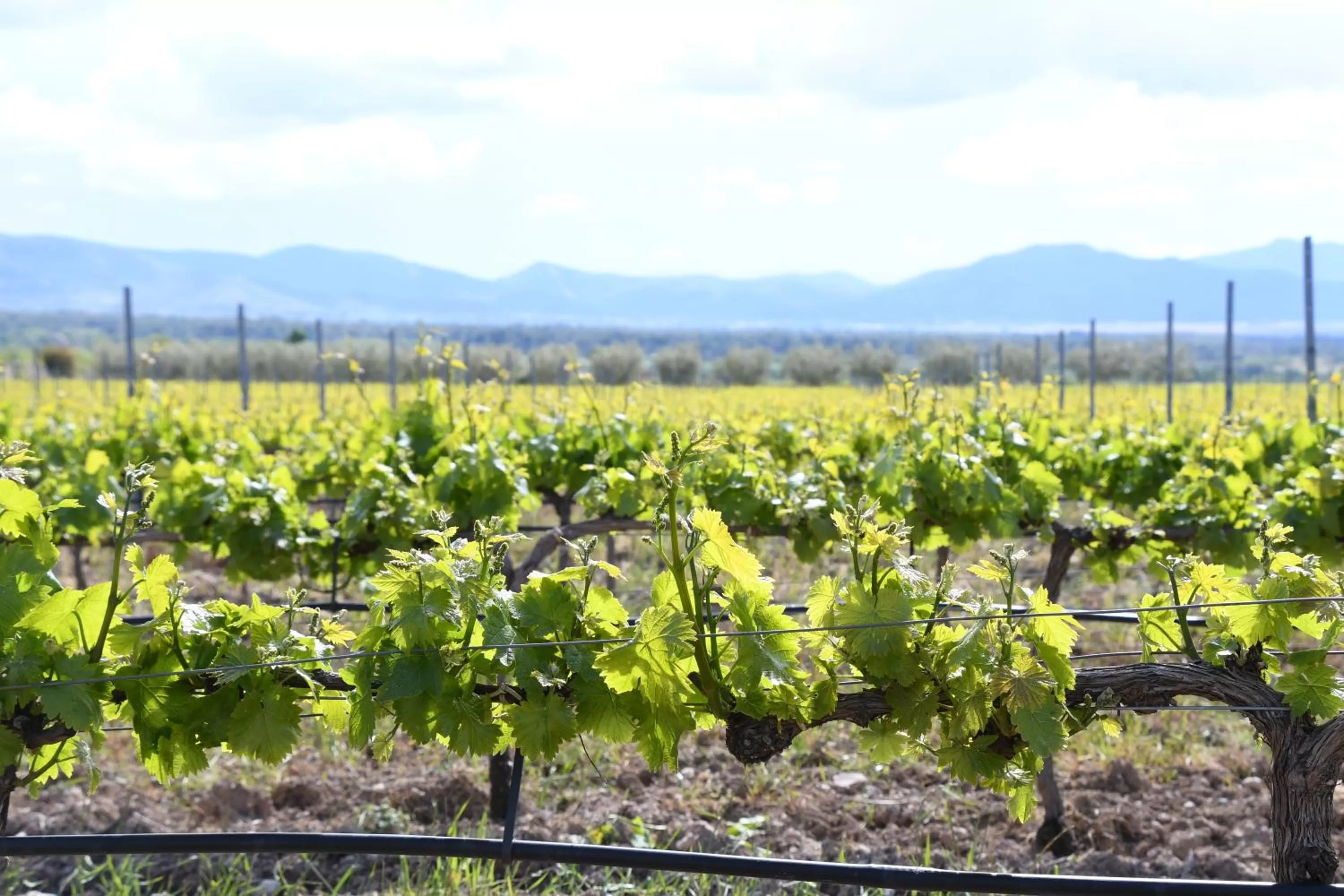 Natural landscape in Hotel Class Valls
