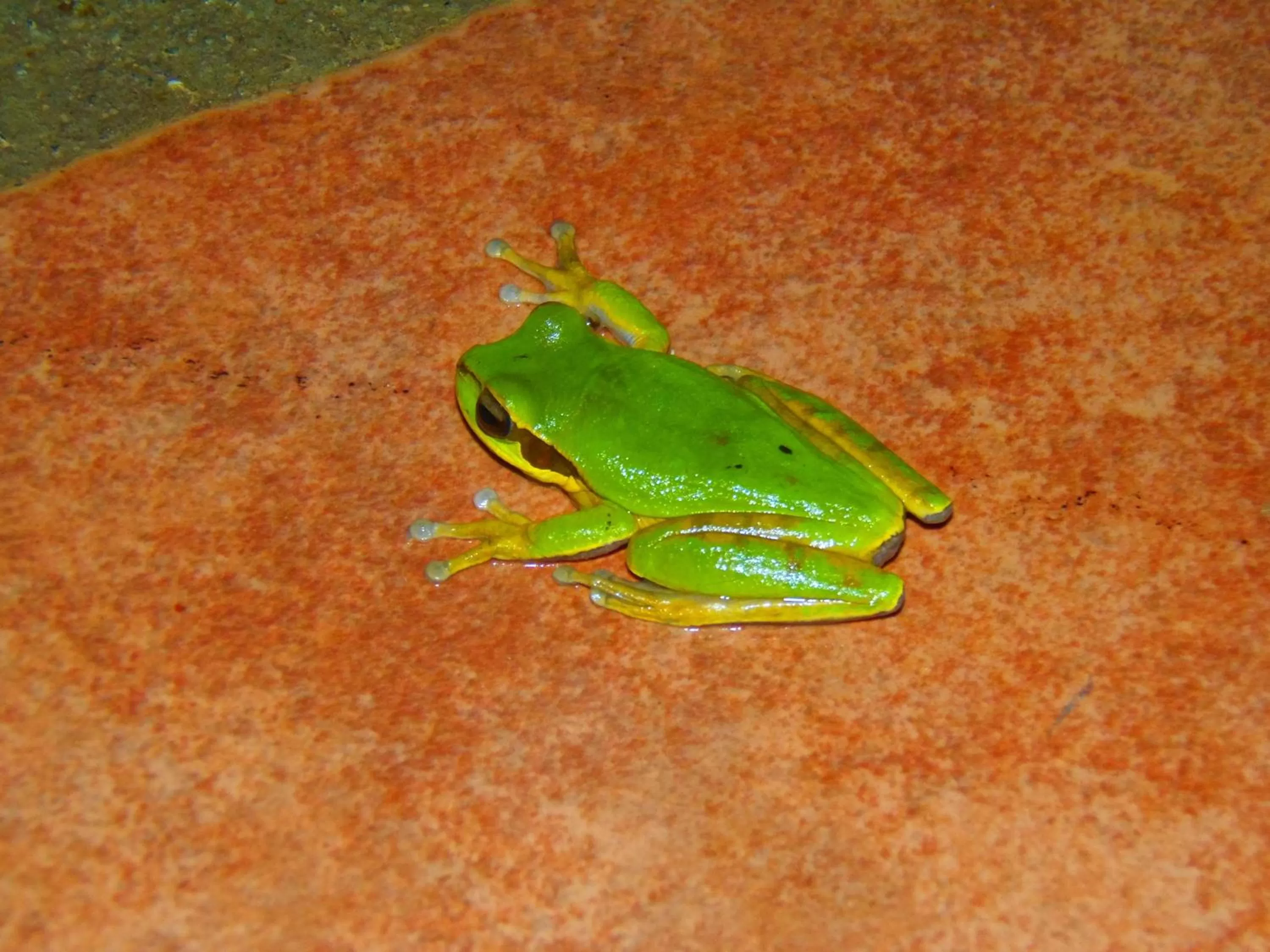 Night in Hotel Heliconias Nature Inn & Hot Springs