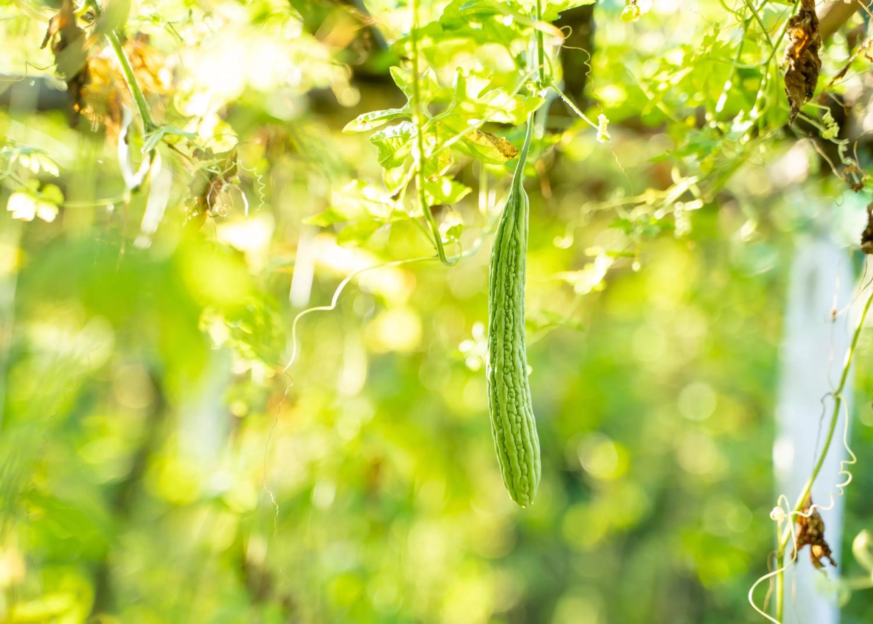 Garden in Ocean Green Eco Lodge