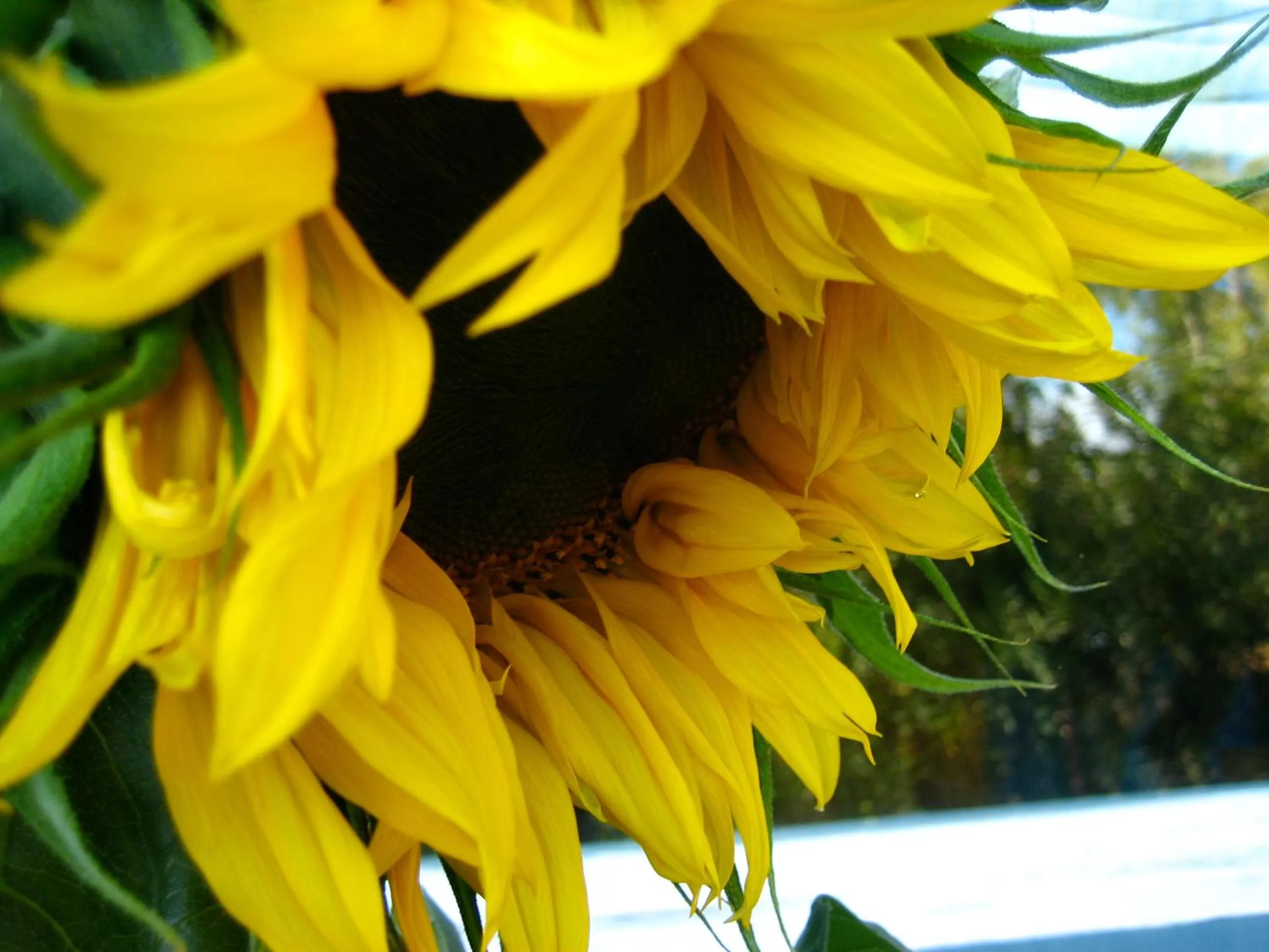 Garden in Gardenside Bed and Breakfast