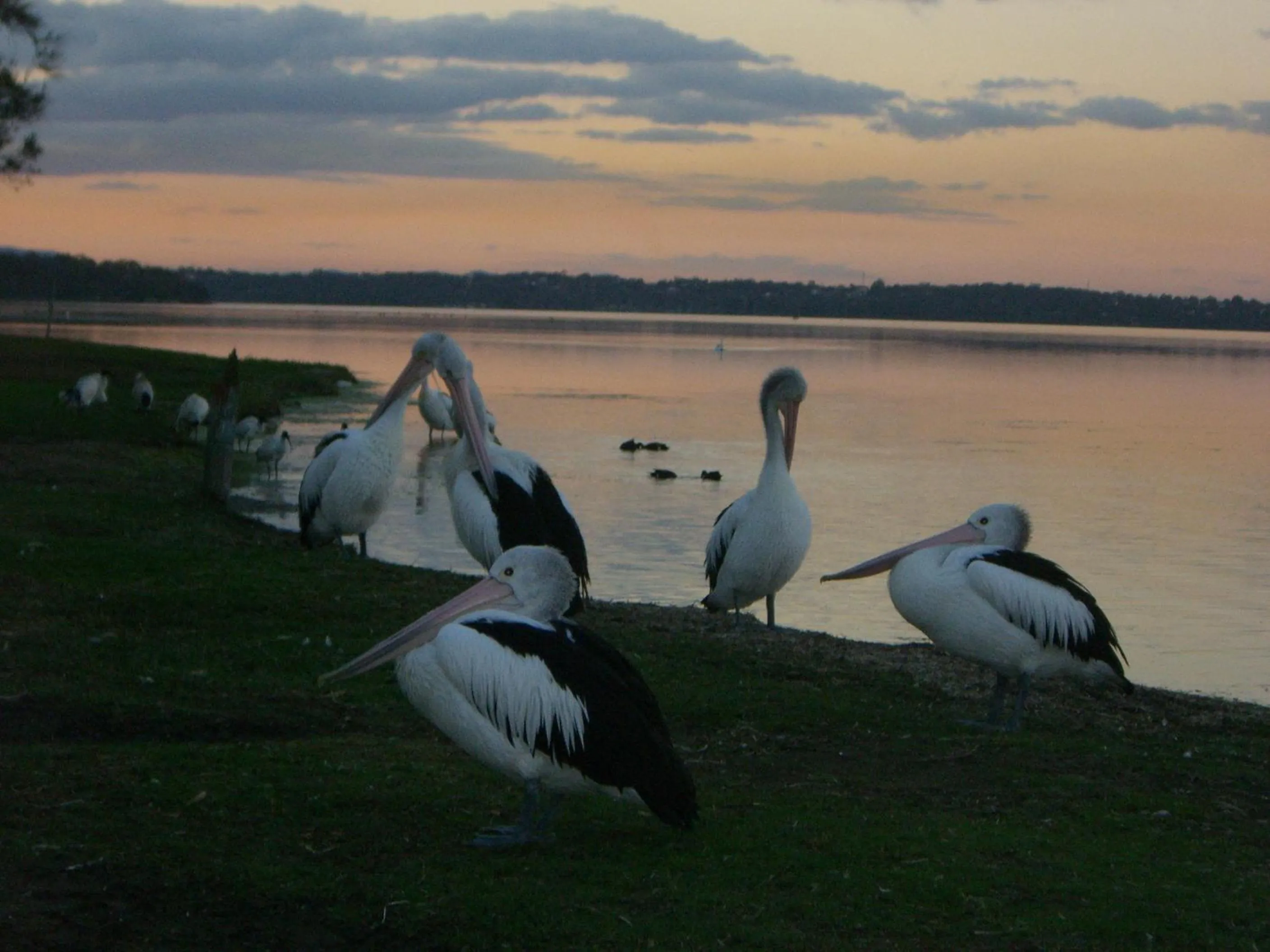 Animals in Bridge View Motel