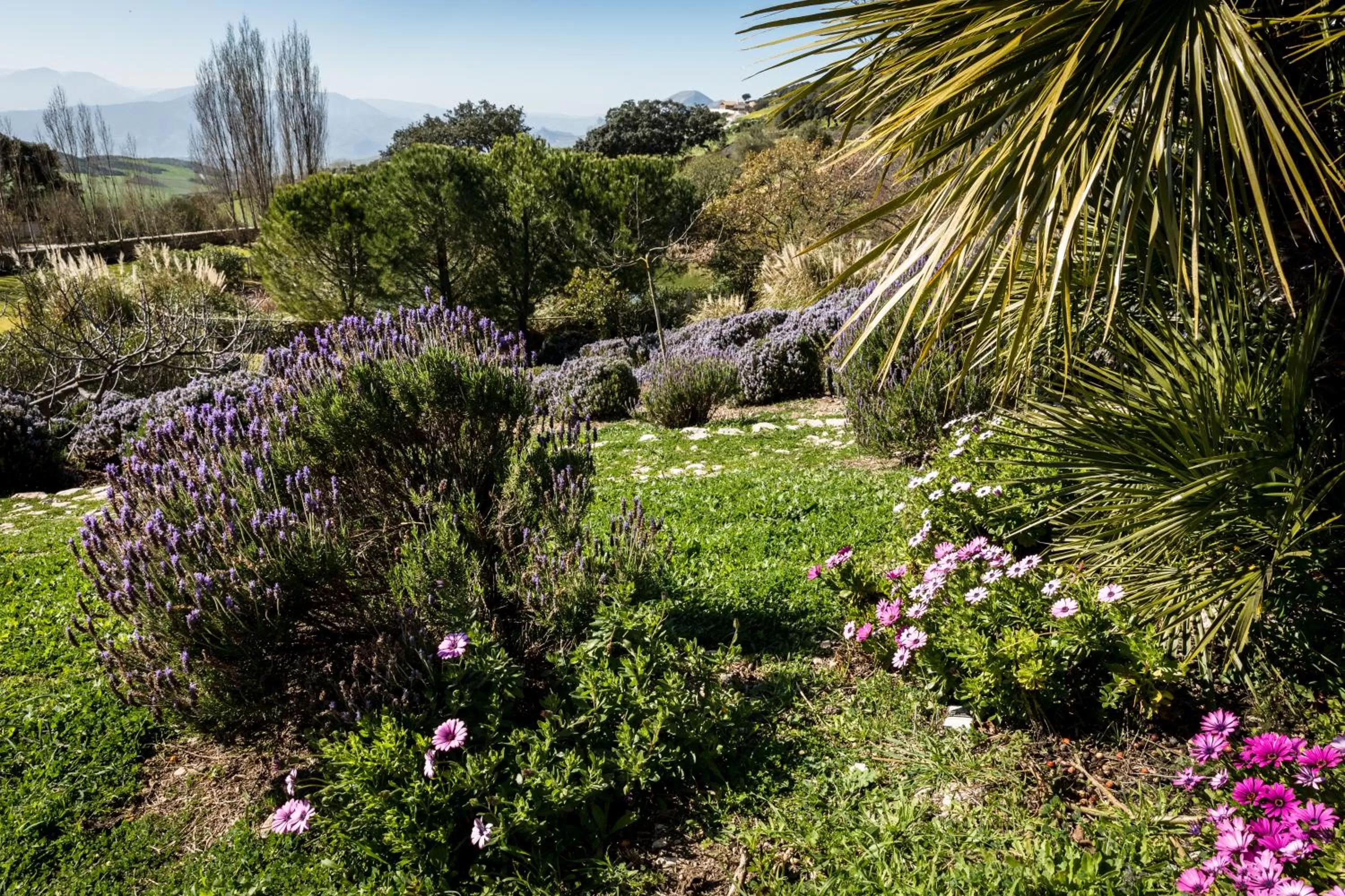 Garden in Hotel Fuente del Sol