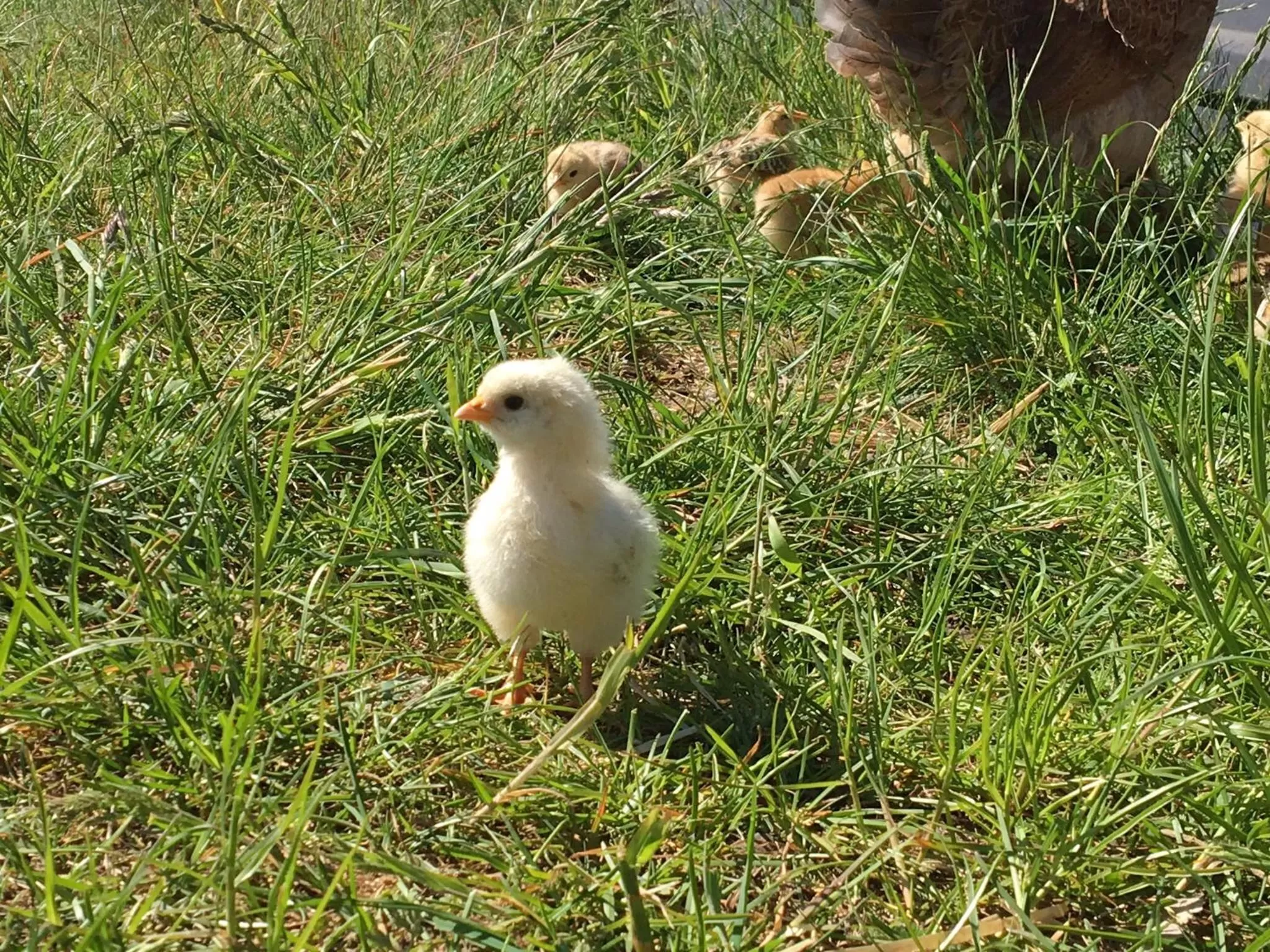 Animals in Tryde 1303 B&B på Österlen