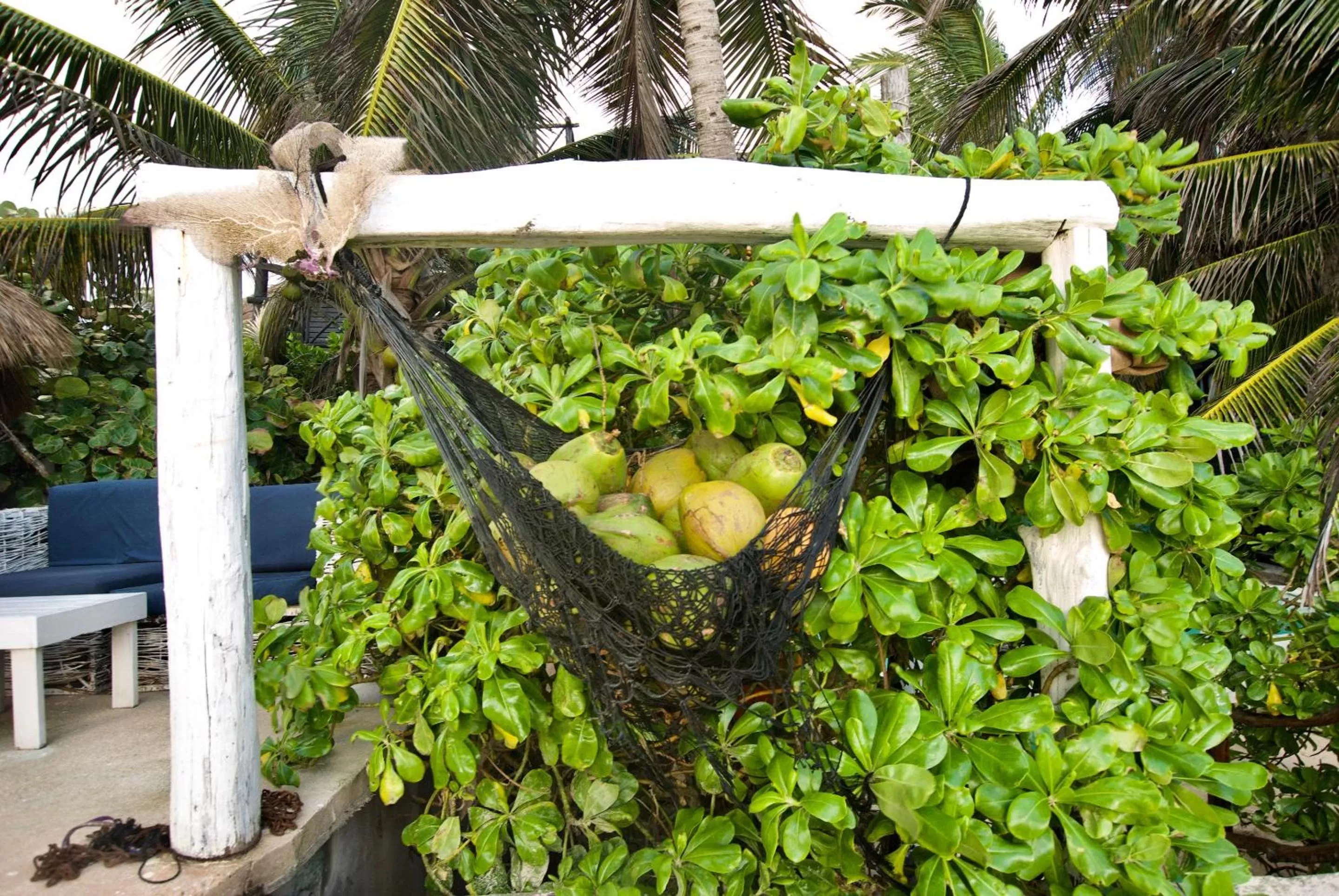 Decorative detail, Other Animals in Hotel Zulum