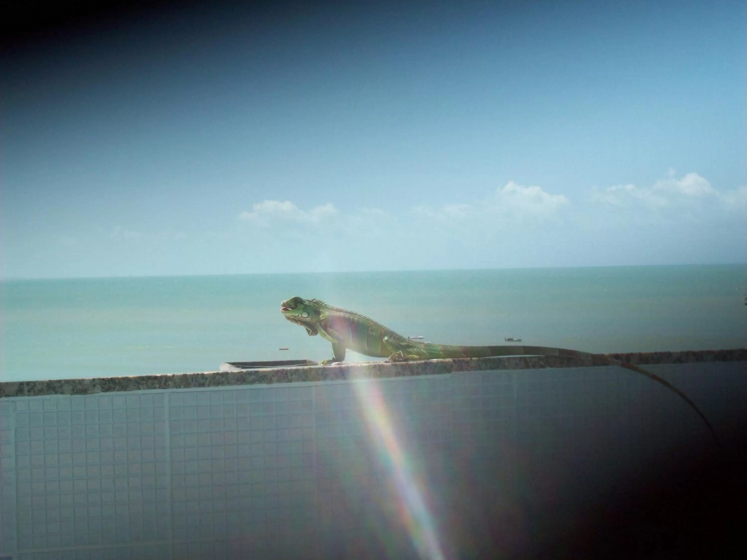 Animals in Hotel Pousada Estacao Do Sol Natal