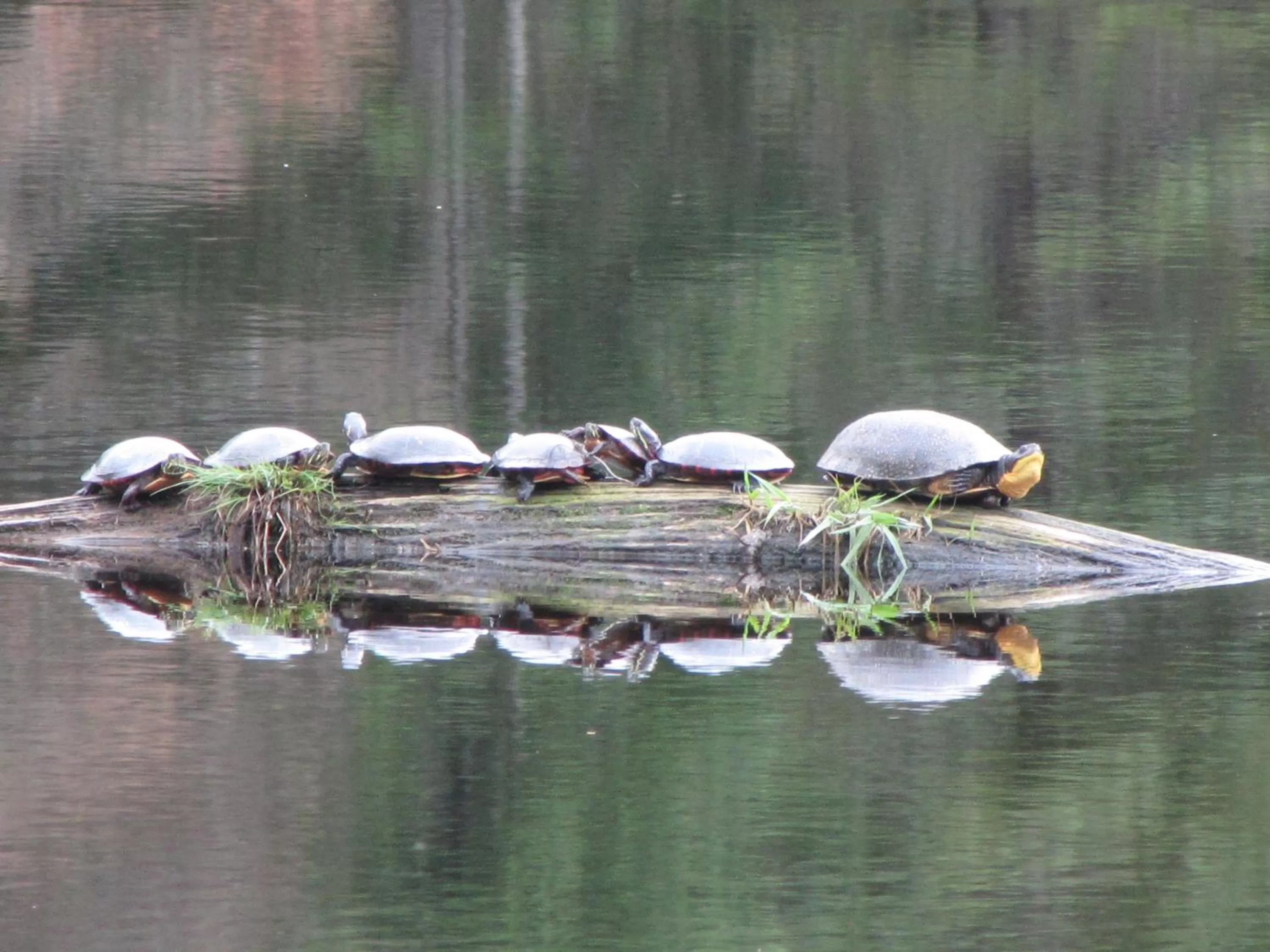 Animals, Other Animals in Shambhala Bed and Breakfast