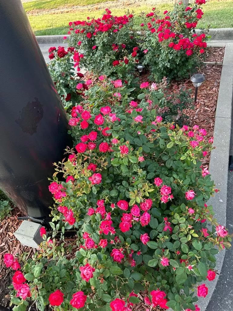 Garden in Super 8 by Wyndham Warrenton