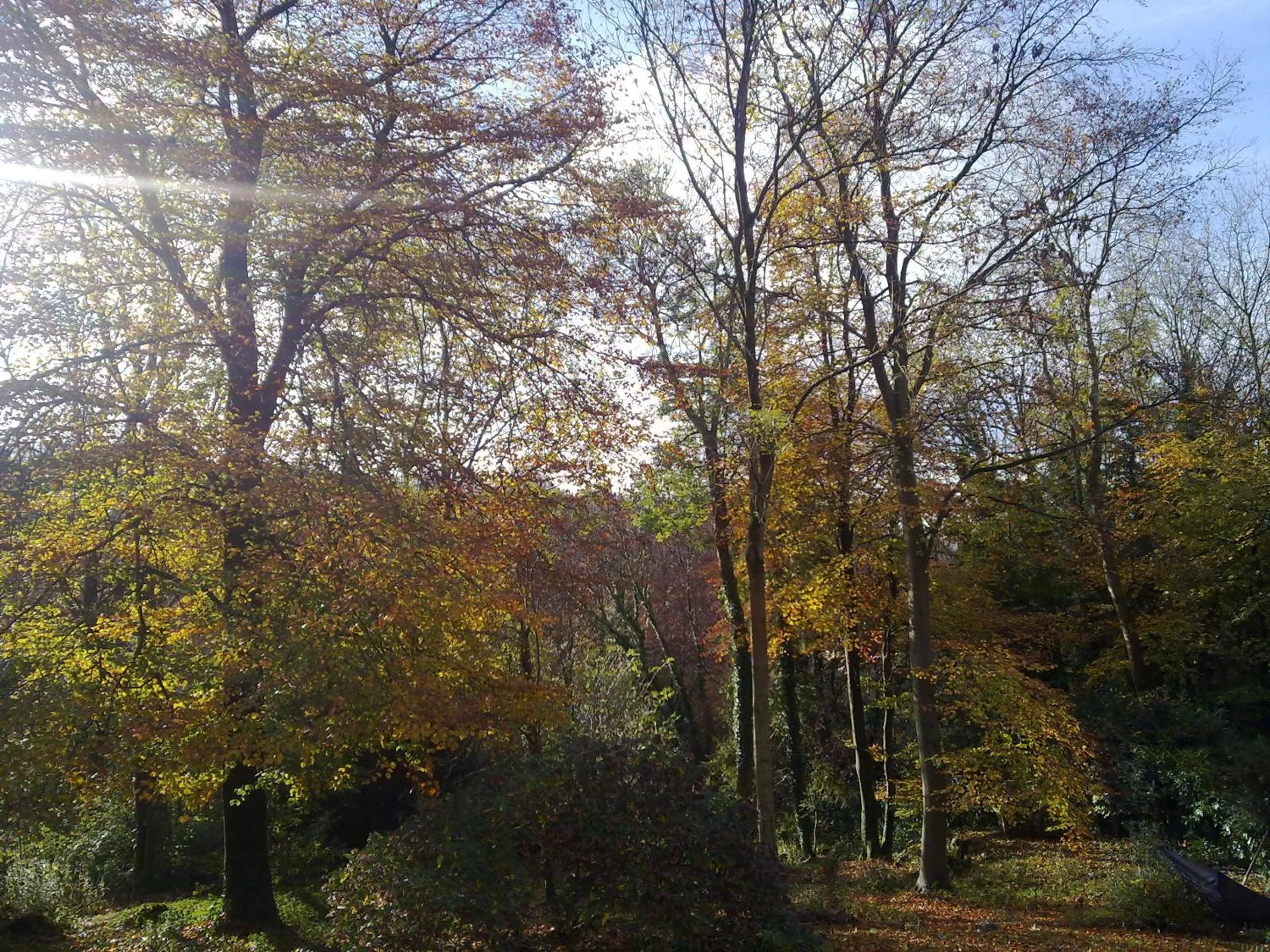 Day in Woodland Views