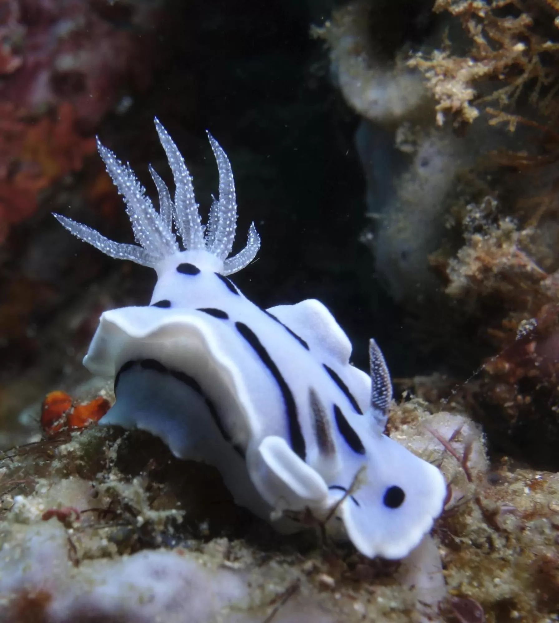 Diving in Punta Bulata White Beach Resort & Spa