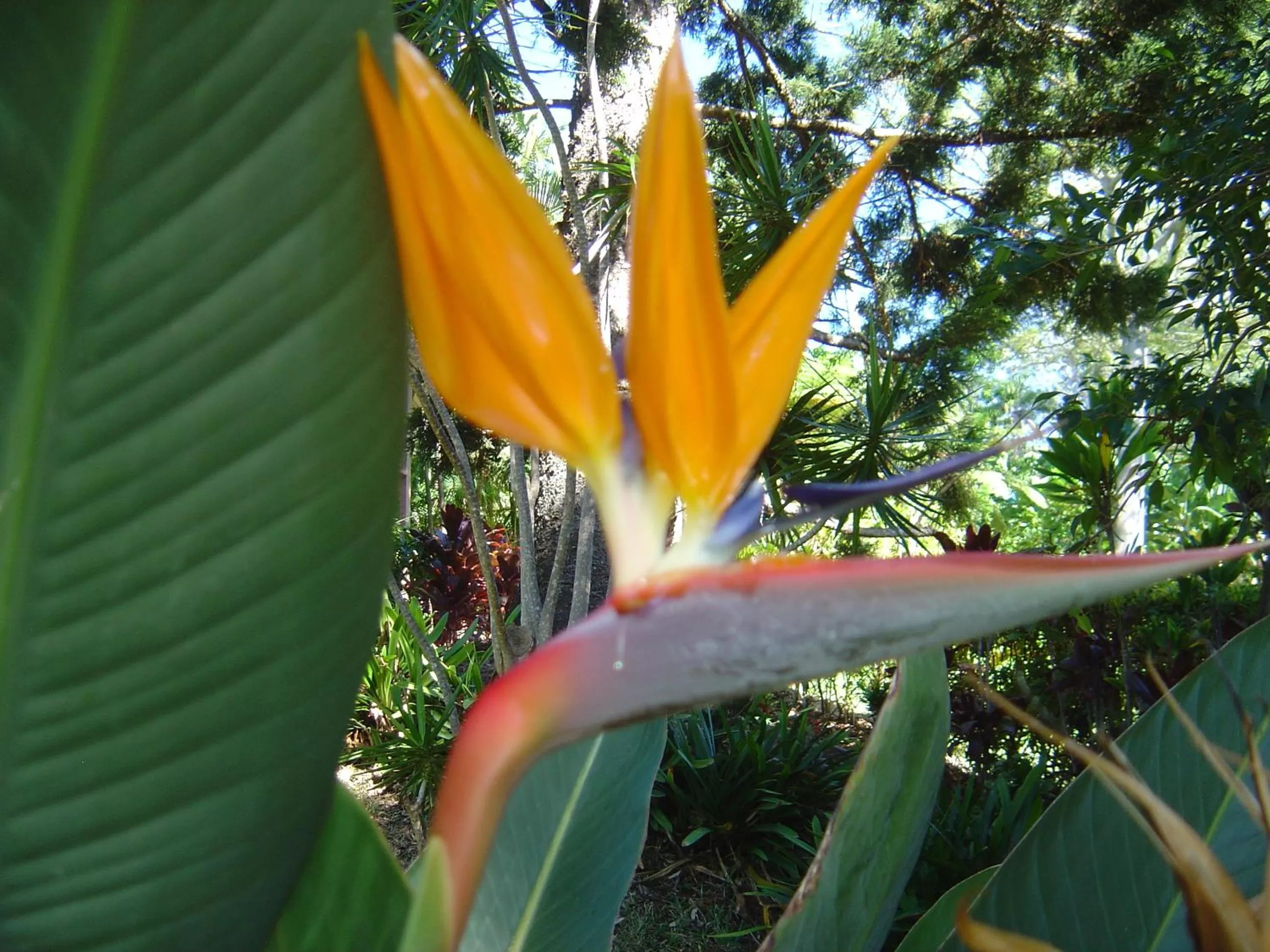 Garden in Sensom Luxury Boutique Bed and Breakfast