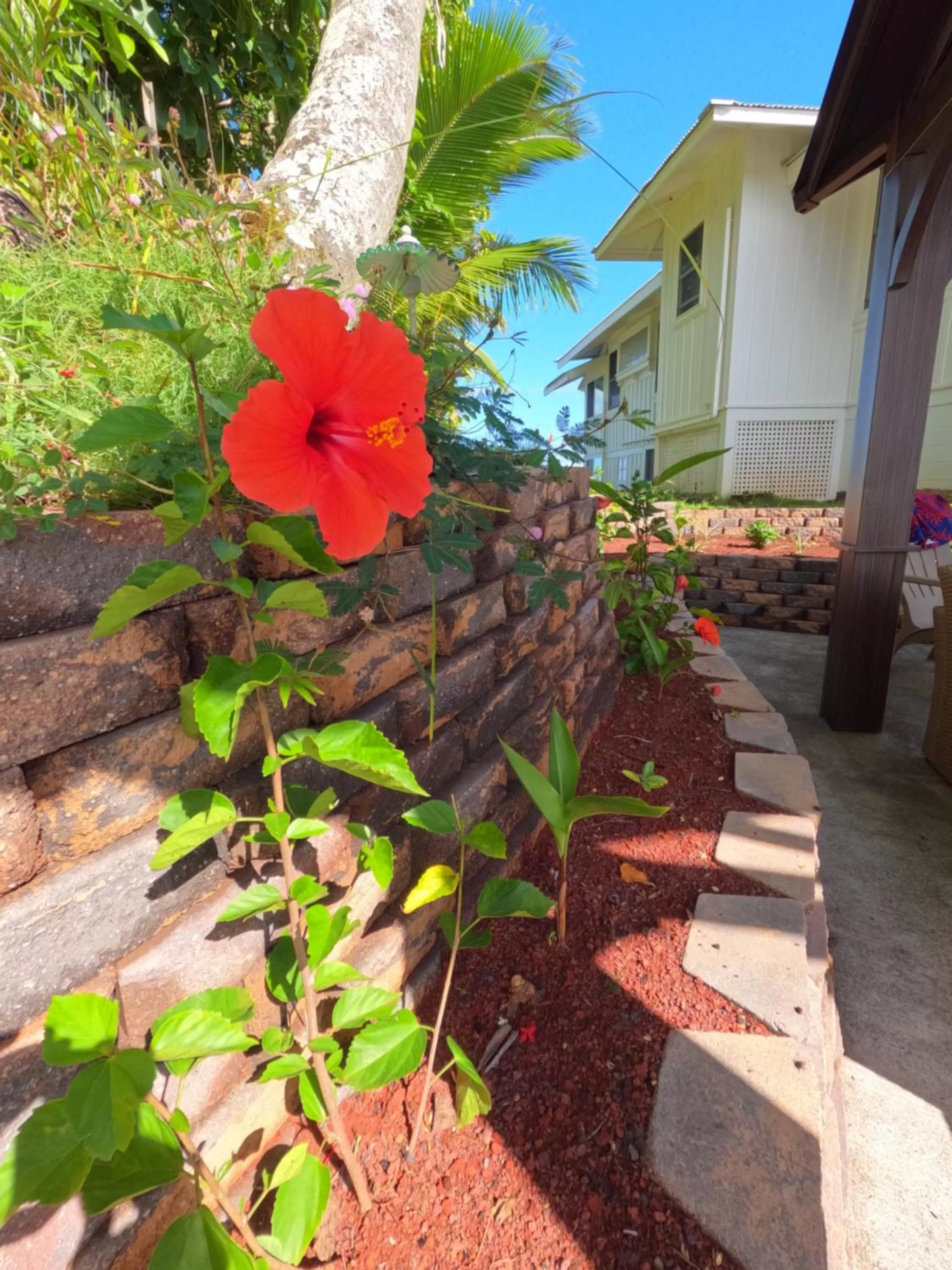 Garden view, Garden in Hilo Bay Oceanfront Bed and Breakfast