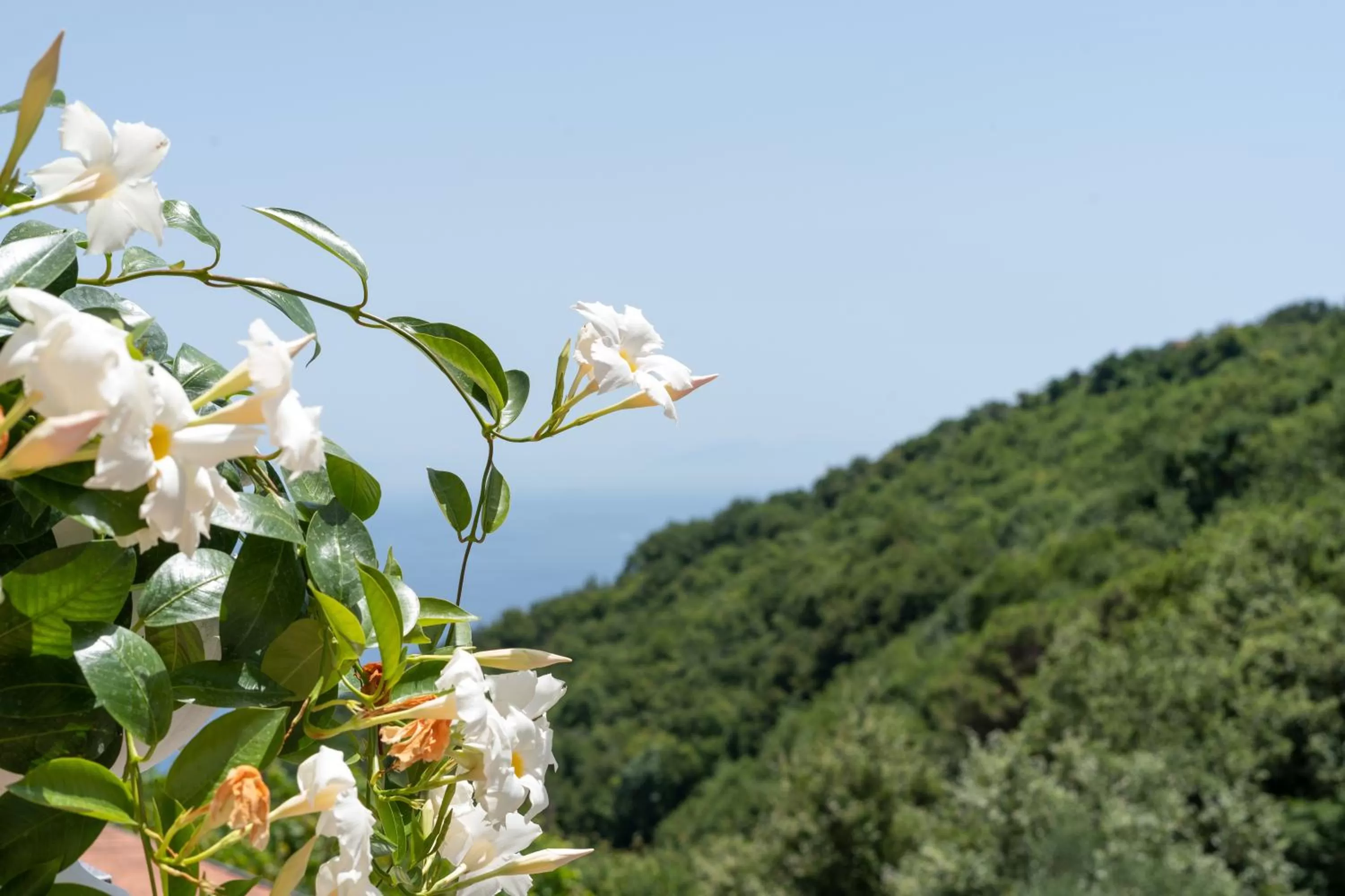 Villa Costanza sorrento B&b