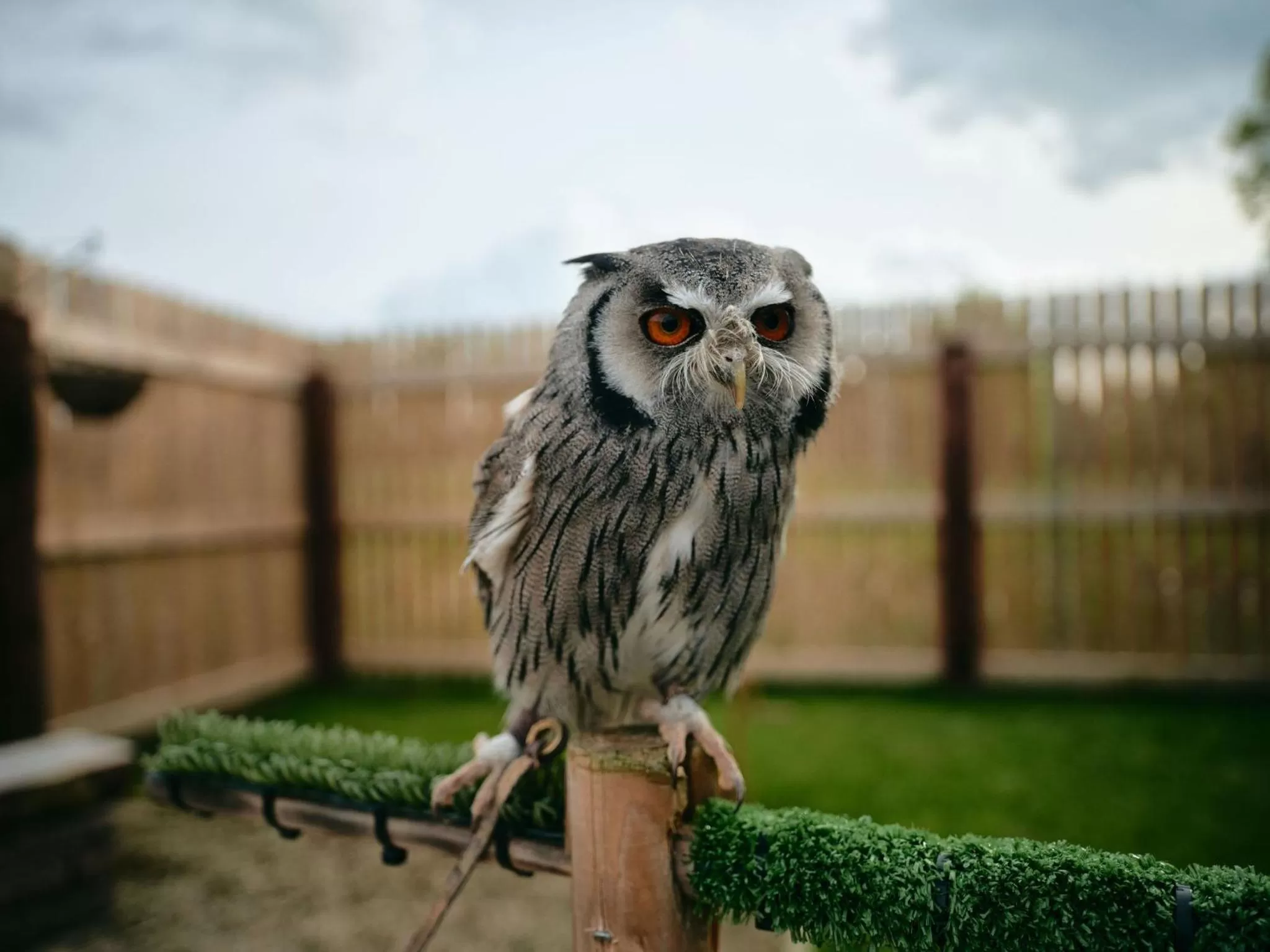 Activities in Lyrath Estate