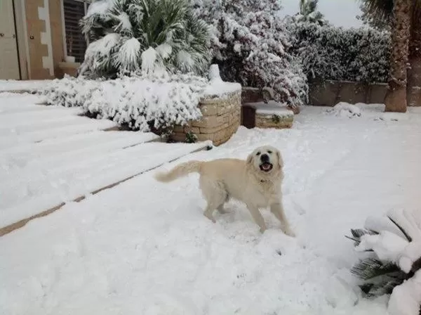 Facade/entrance, Pets in Le Mediterranee