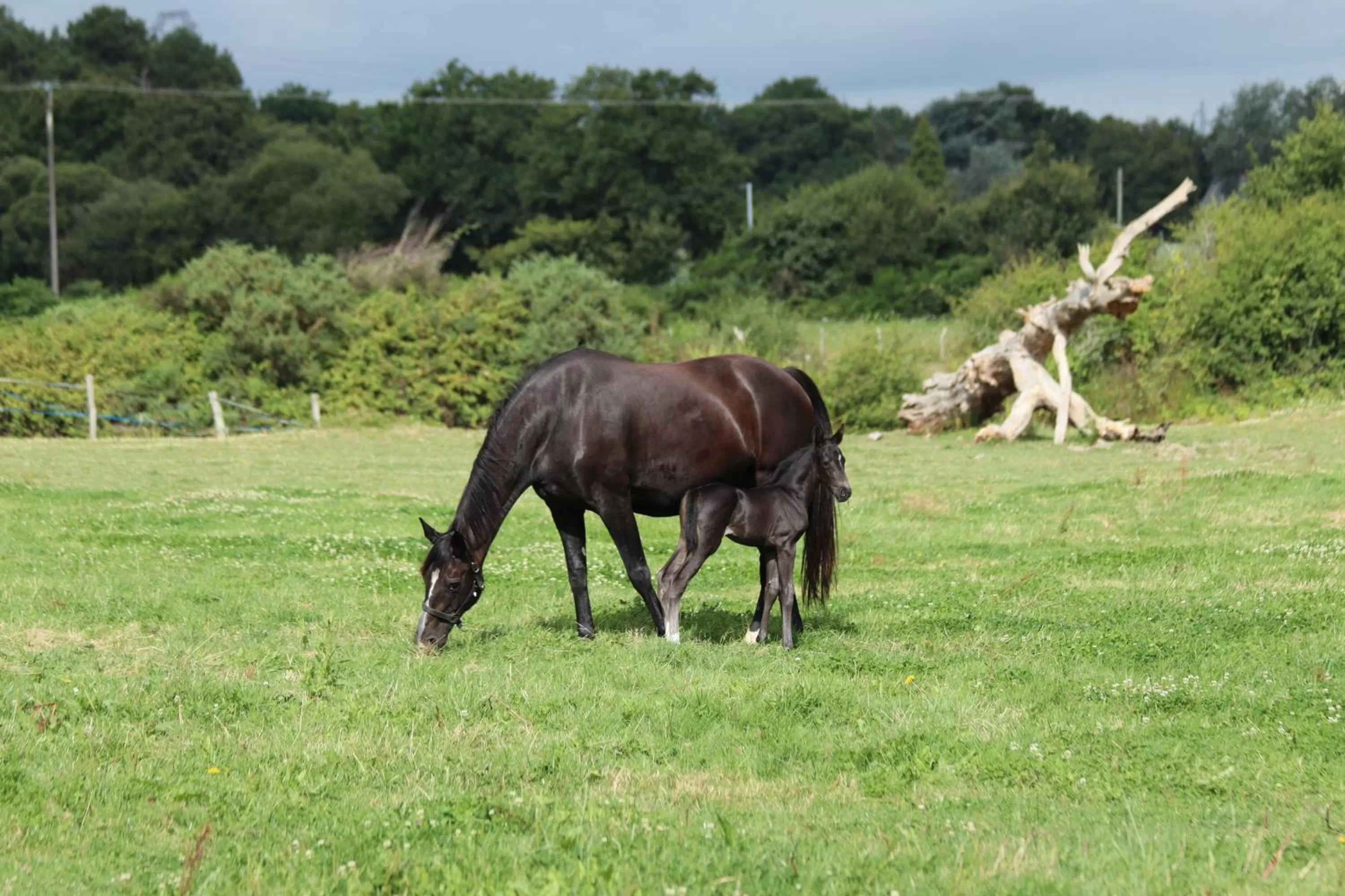 Natural landscape in La Petite Bérais
