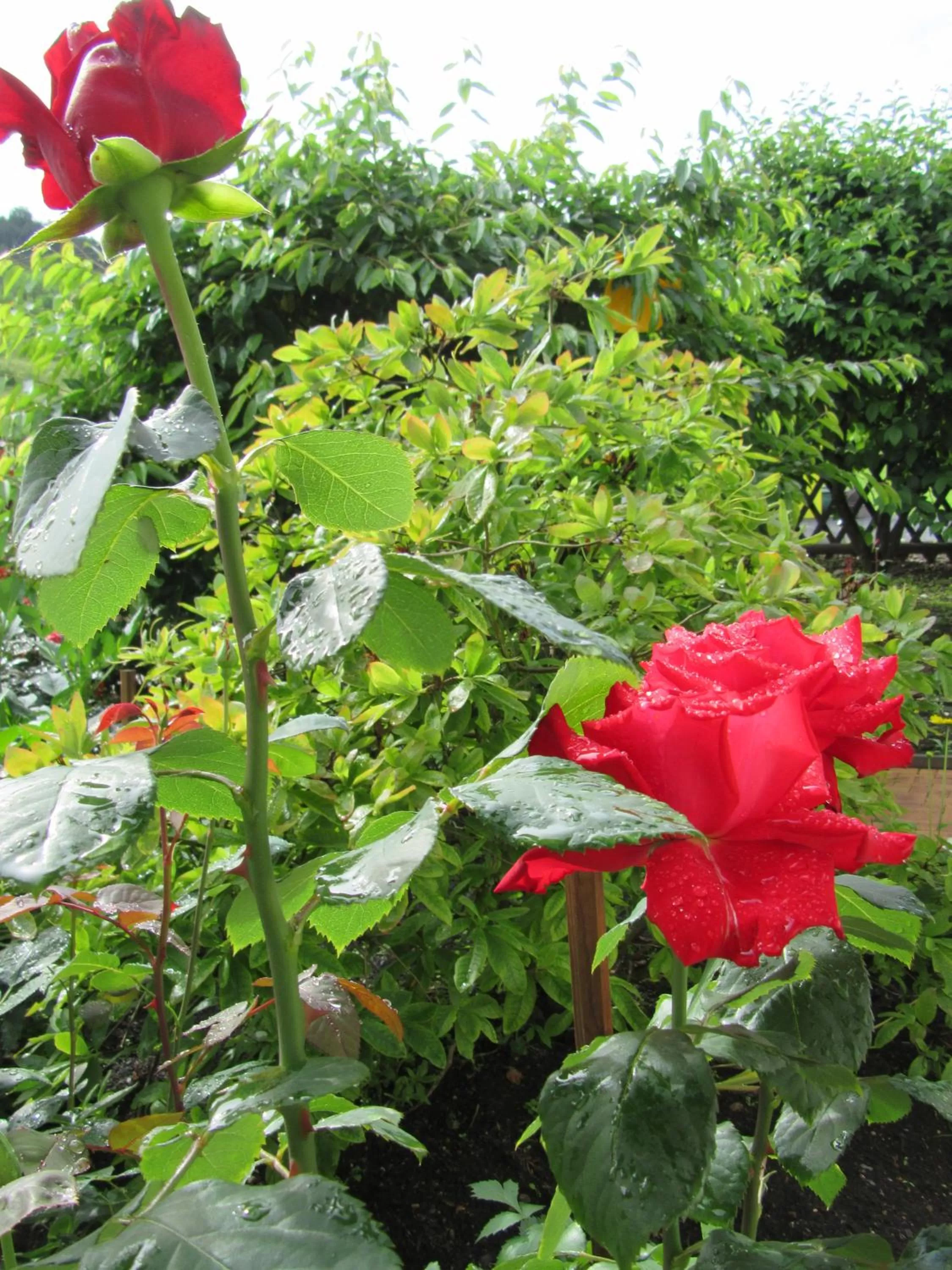 Garden in Hotel Haus Orchideental Jena