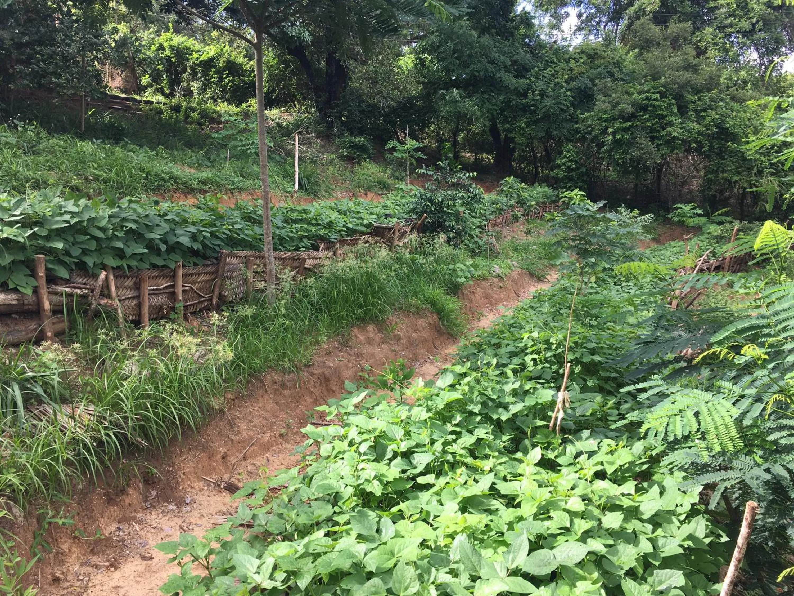 Garden in Distant Relatives Ecolodge & Backpackers