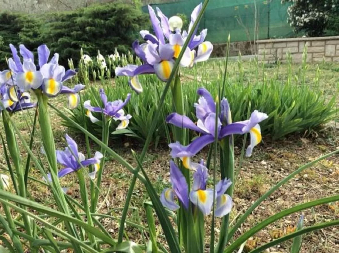 Garden in San Casciano