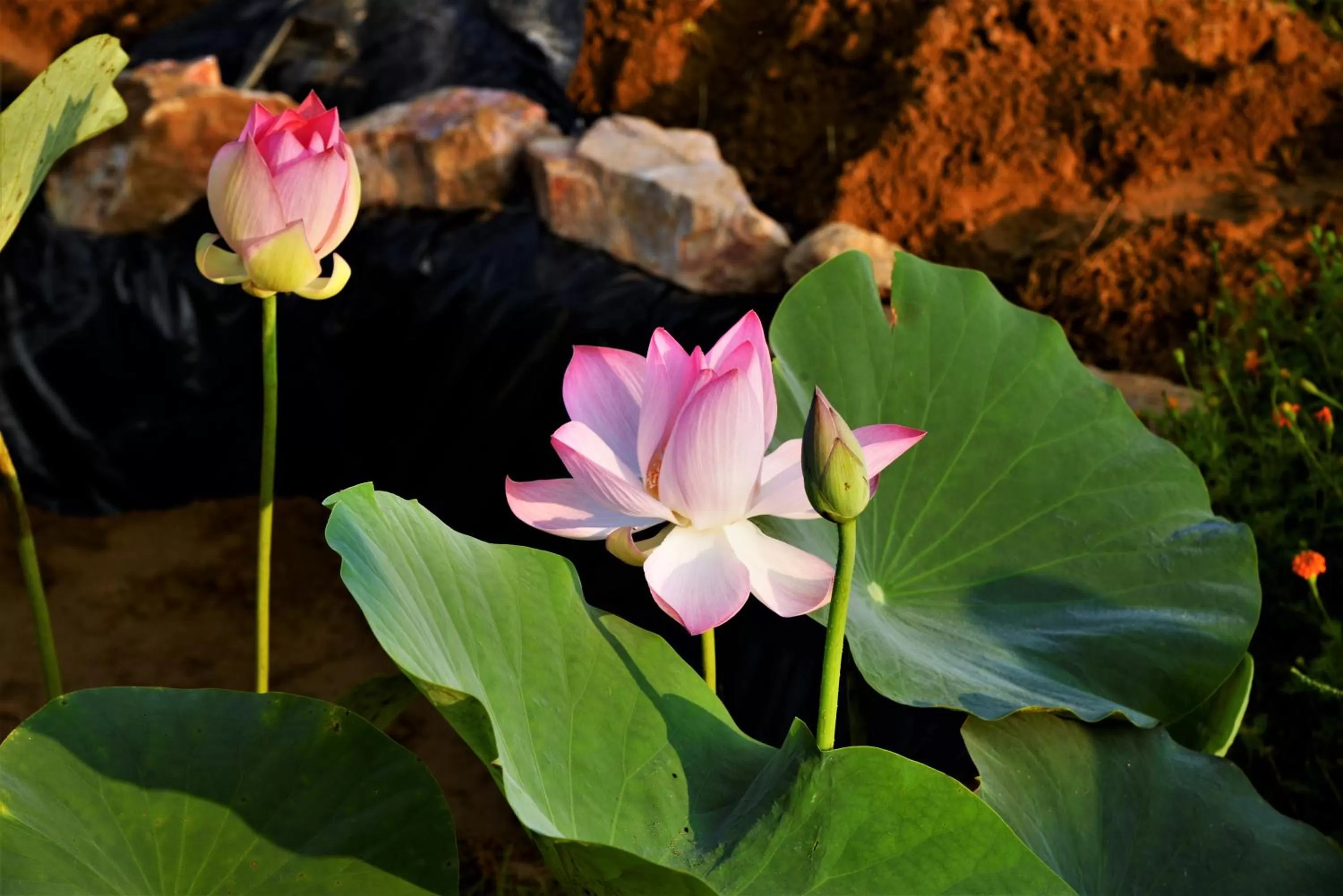 Property building in Omak Tiger Seven