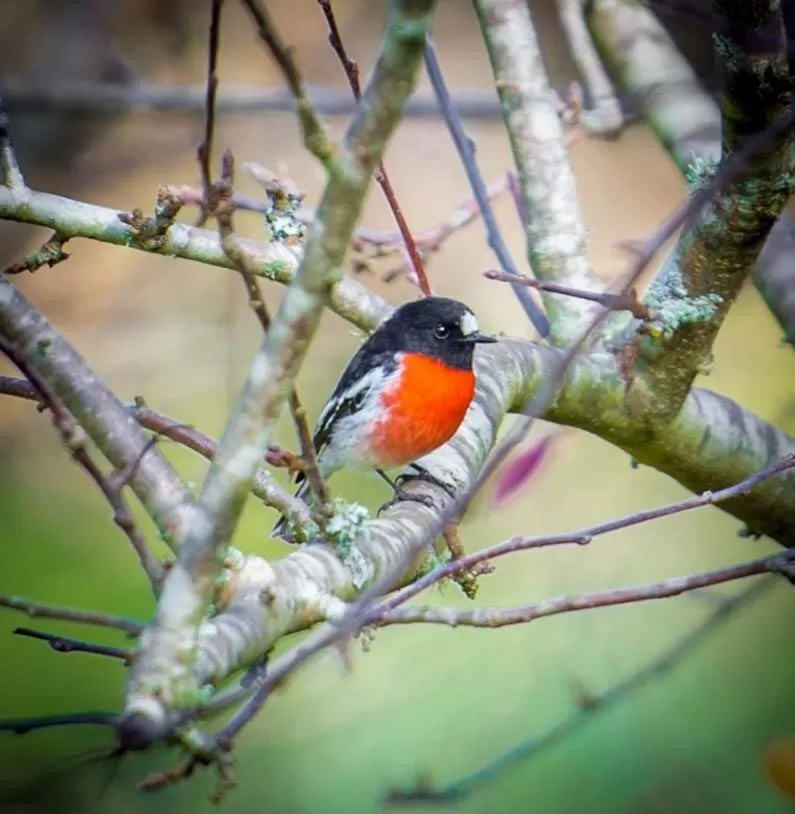 Animals in Dingup House