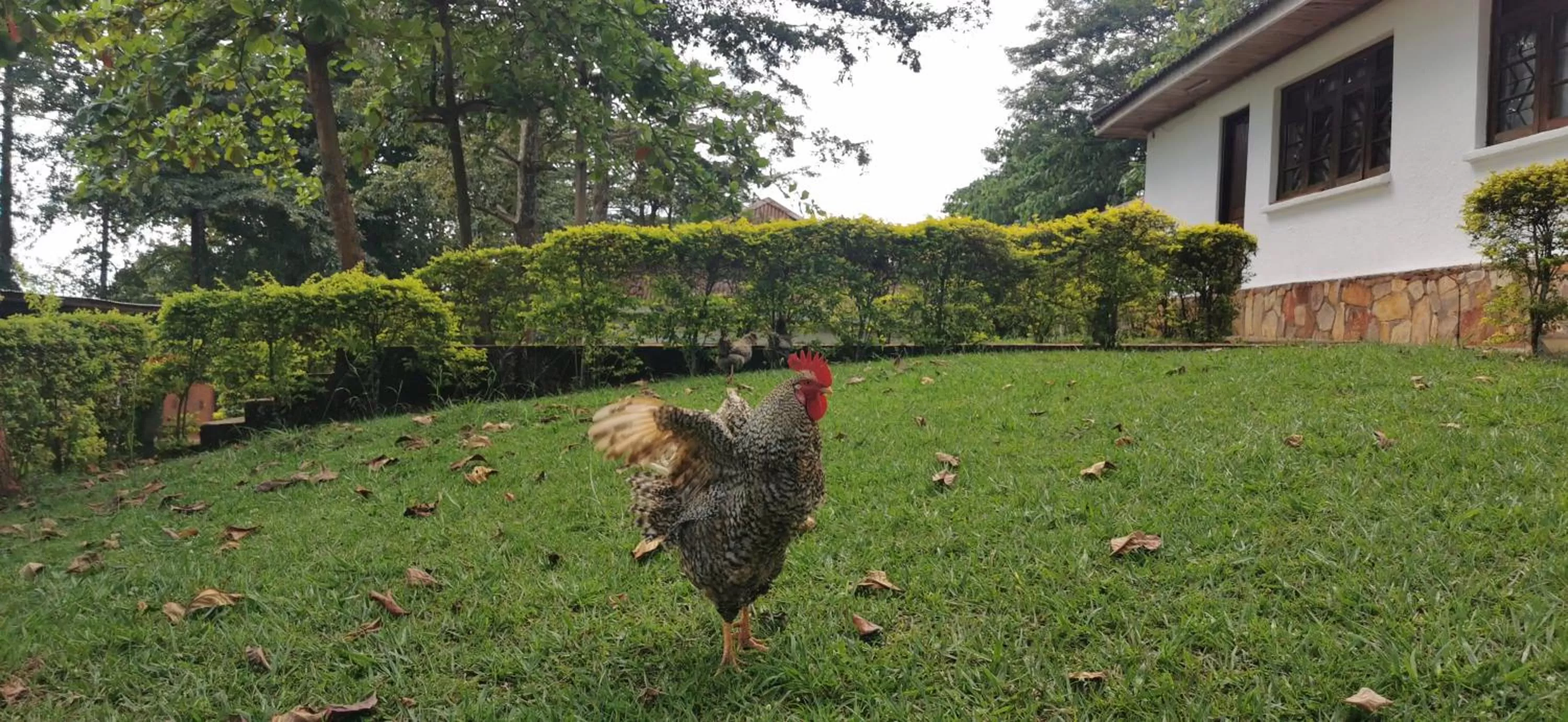 Garden in Jinja Nile Resort