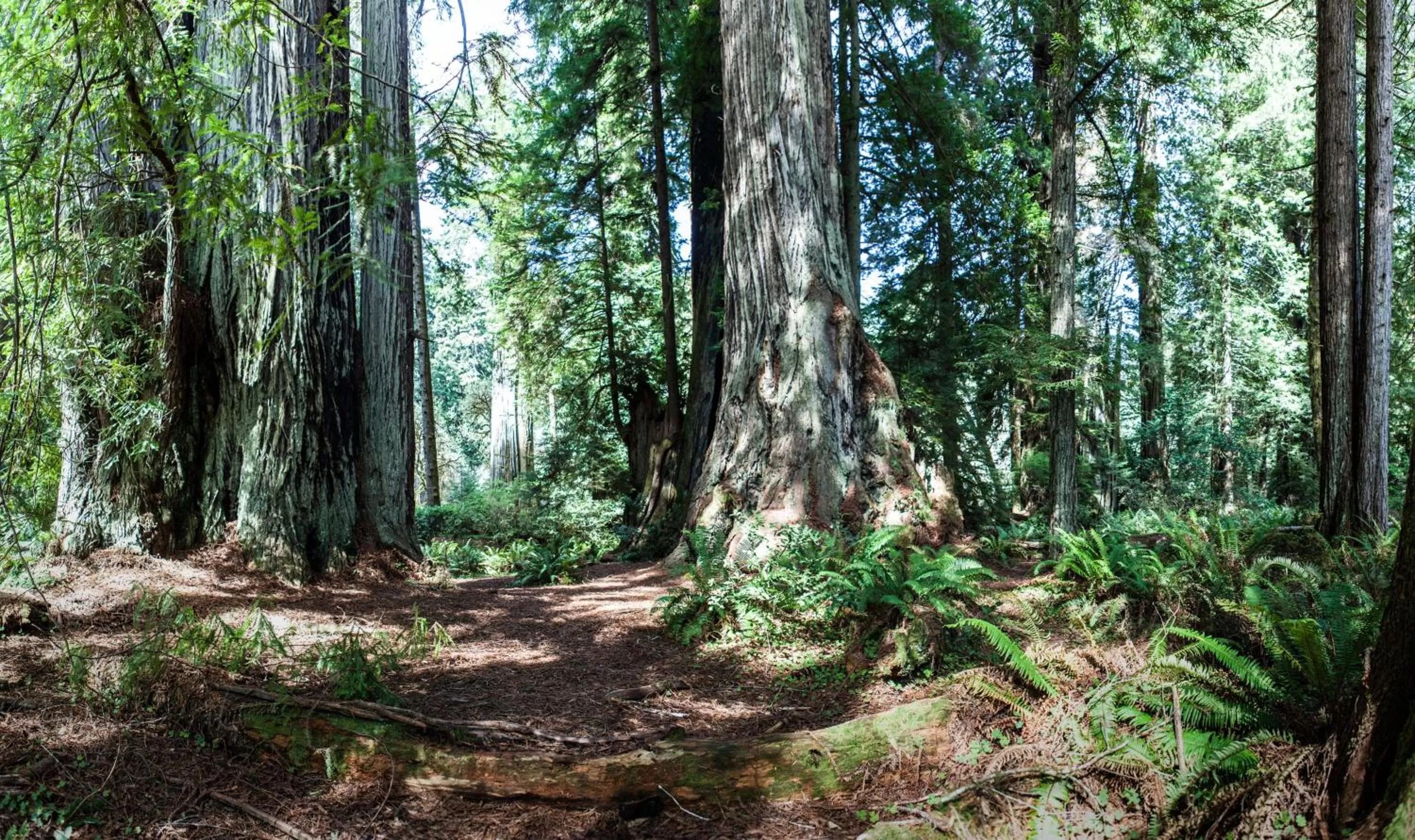 Nearby landmark in Holiday Inn Express Klamath - Redwood Ntl Pk Area by IHG